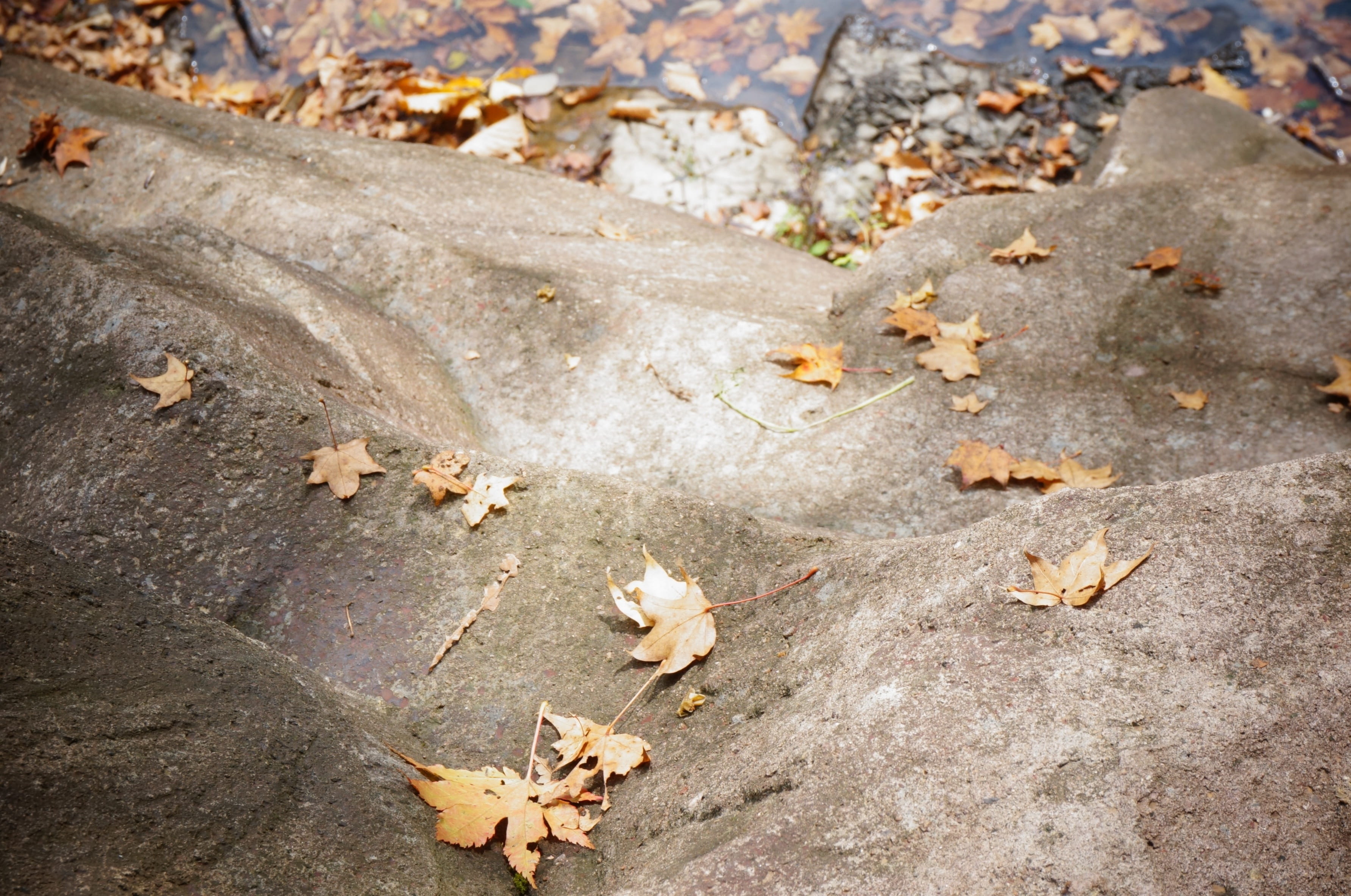 autumn, dry, close-up, fragility, Golden Yellow, autumn collection, plant, falling, no people, outdoors, Defoliation, change, land, day, leaf, Stone, beauty in nature, HD Wallpaper