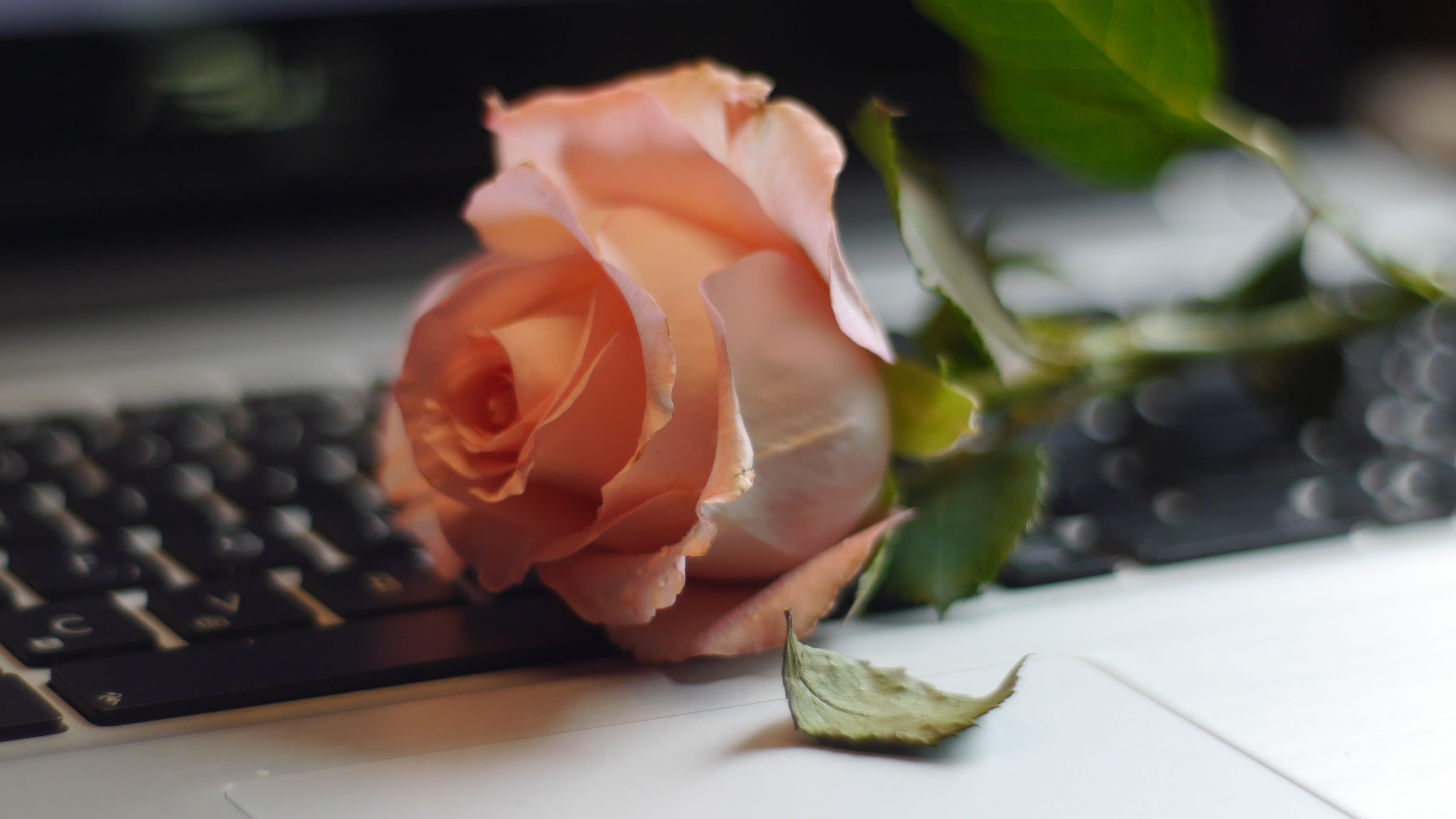 freshness, Keyboard, Defoliation, flower, fragility, computer, selective focus, flowering plant, rose - Flower, Still Life, beauty in nature, 4K, rose, HD Wallpaper