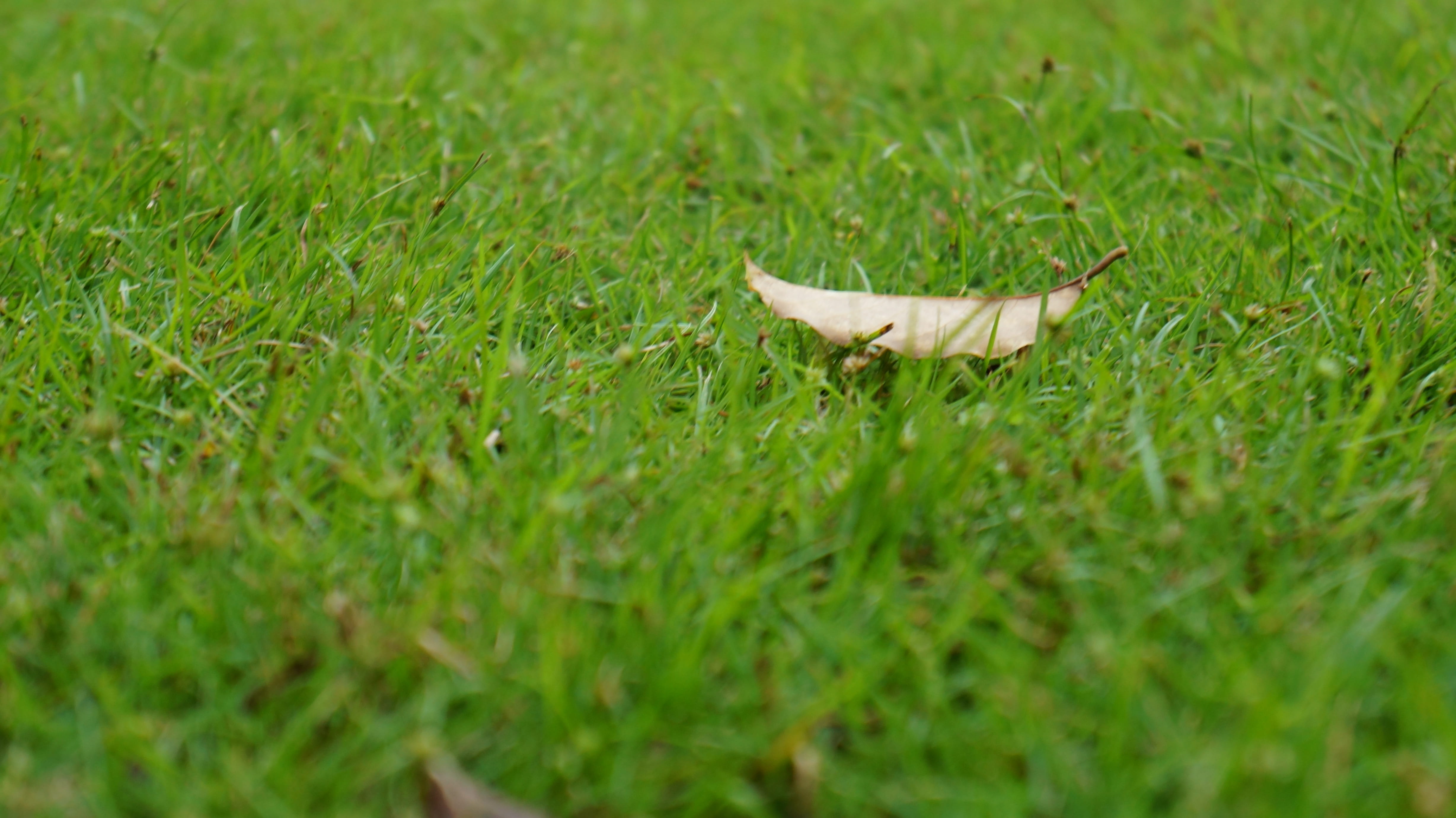 plant, no people, white color, animal themes, selective focus, land, nature, green color, close-up, day, growth, vulnerability, lawn, beauty in nature, HD Wallpaper