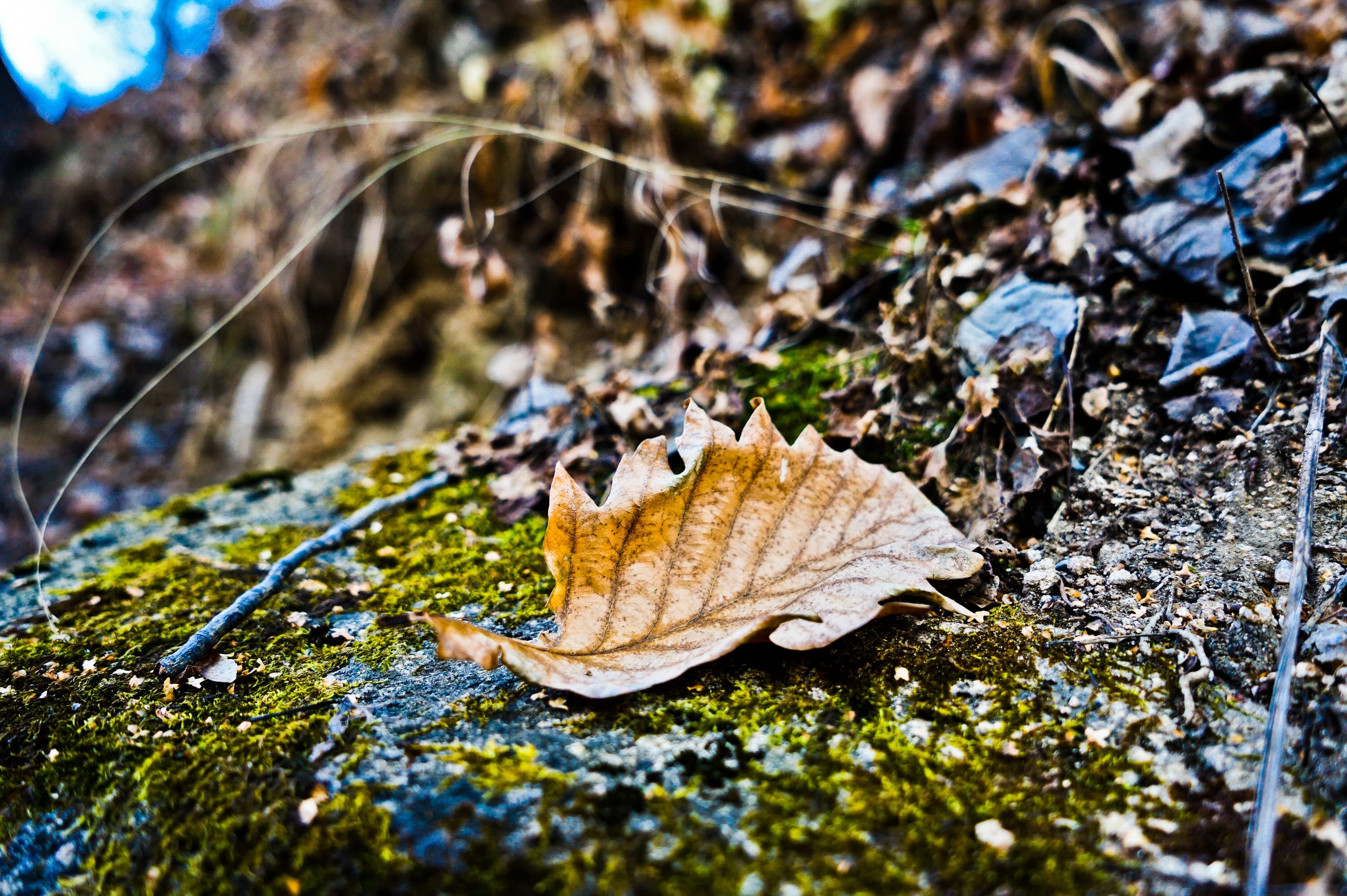 leaves, high angle view, day, beauty in nature, sunset, land, selective focus, fragility, falling, leaf, no people, focus on foreground, vulnerability, HD Wallpaper