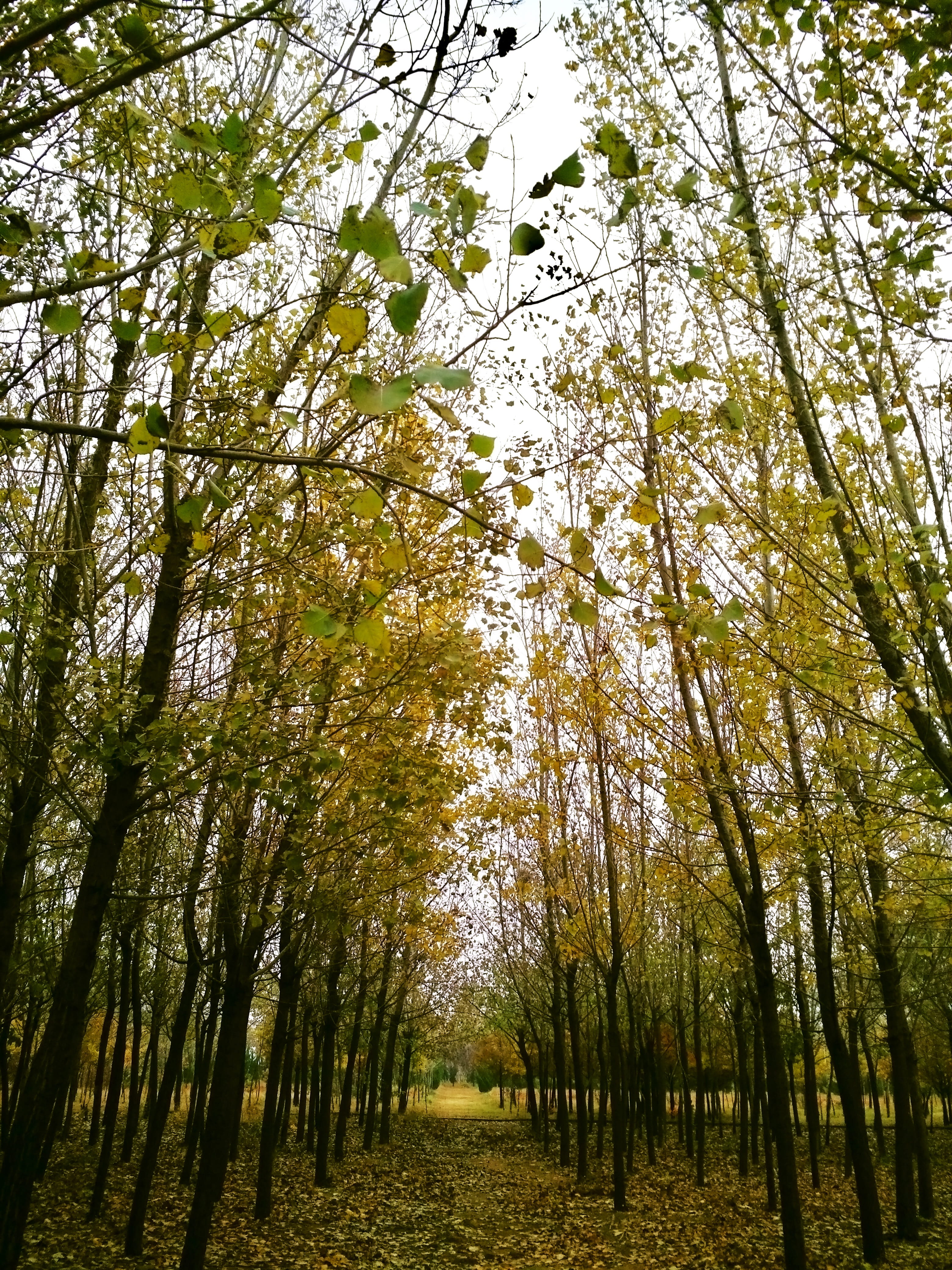 forest, no people, outdoors, treelined, beauty in nature, scenics - nature, woodland, tree, die, nature, environment, defoliation, 4K, autumn, branch, Phone HD Wallpaper