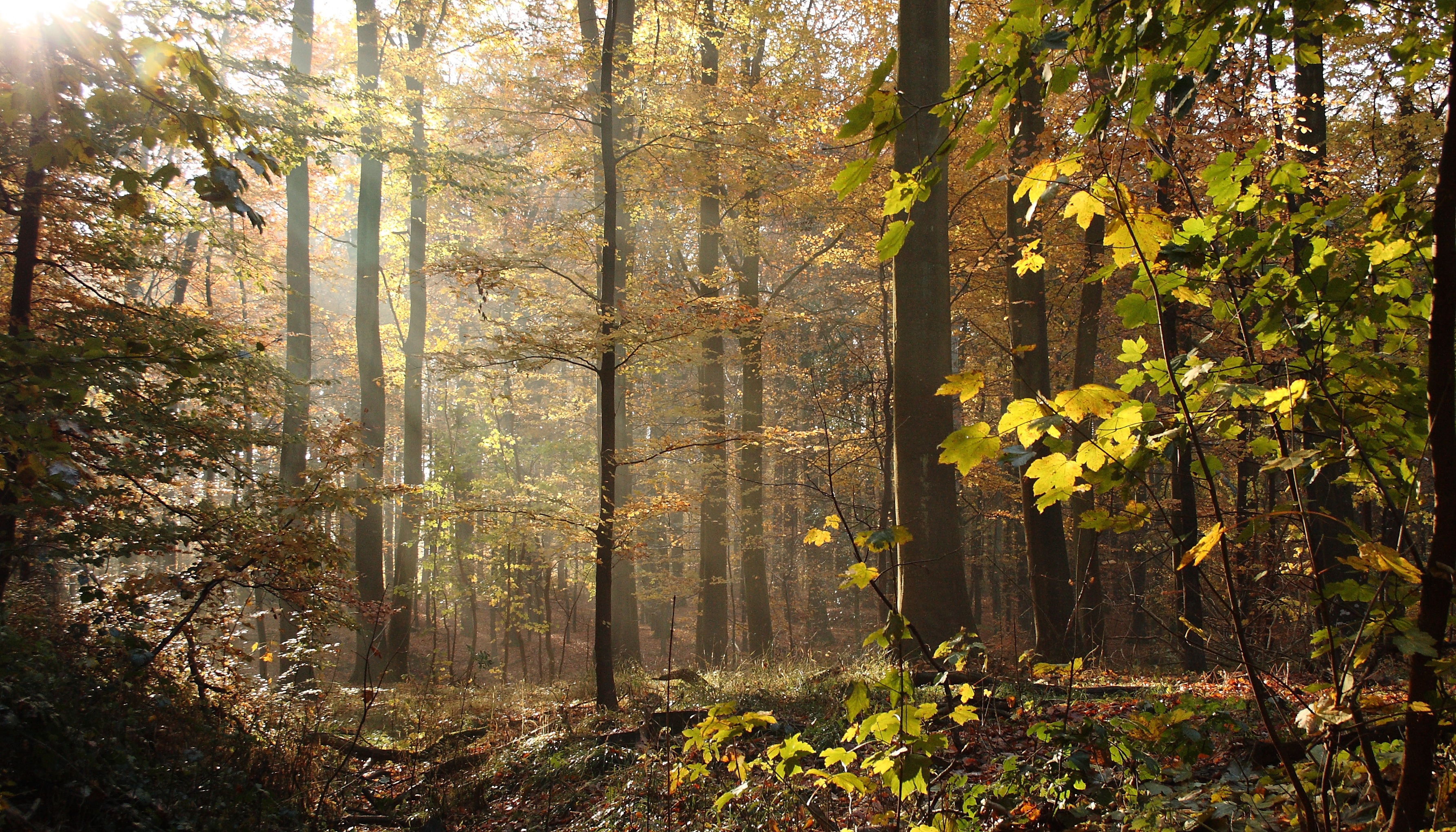 nature, plant part, 2K, trunk, tree trunk, tranquility, defoliation, woodland, no people, change, autumn, trees, outdoors, tree, sunlight, forest, natural, HD Wallpaper