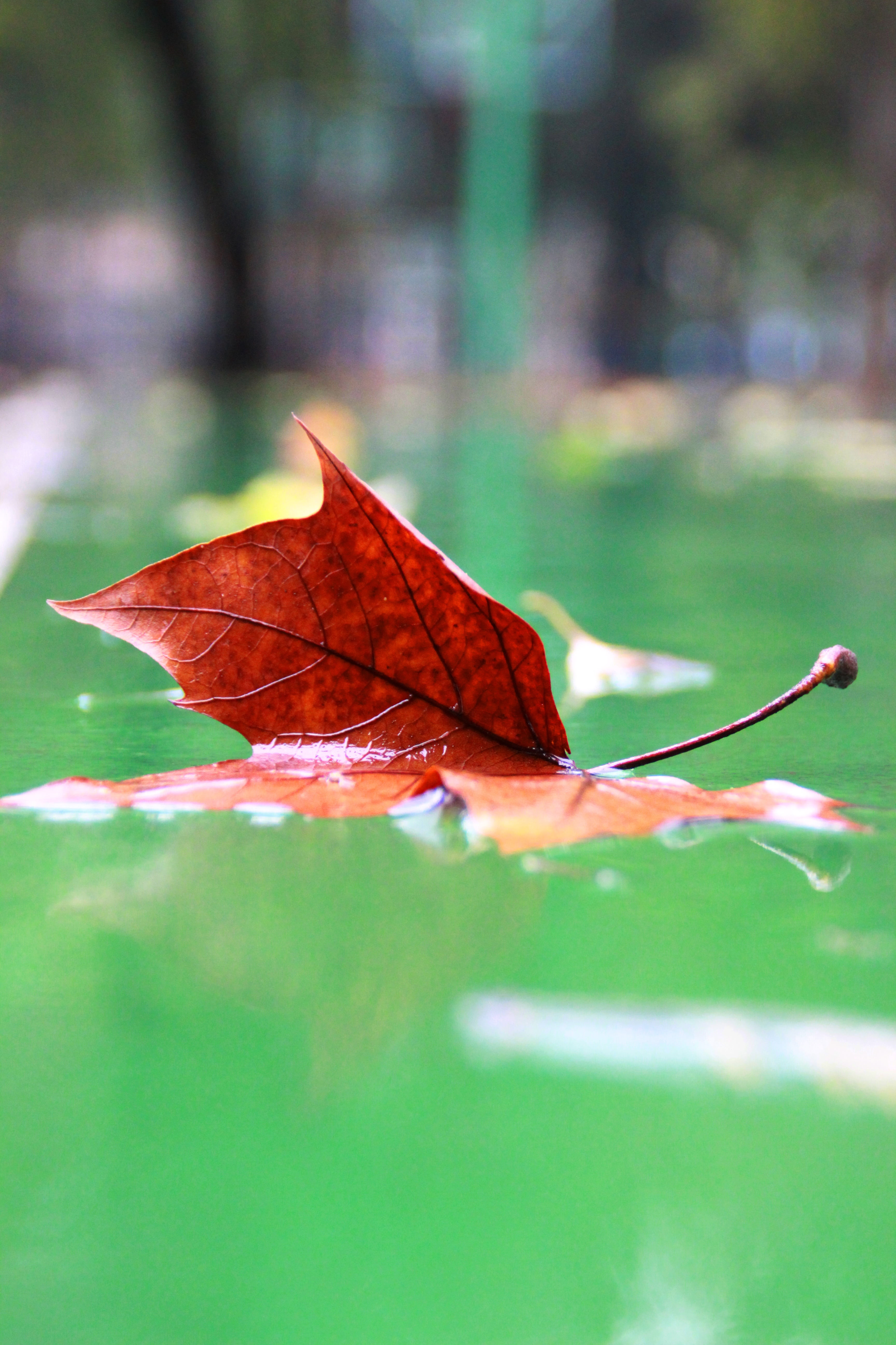 5K, focus on foreground, leaf vein, falling, maple leaf, yellow, selective focus, red, forest, autumn, indus, plant, leaves, vulnerability, tree, outdoors, Phone HD Wallpaper