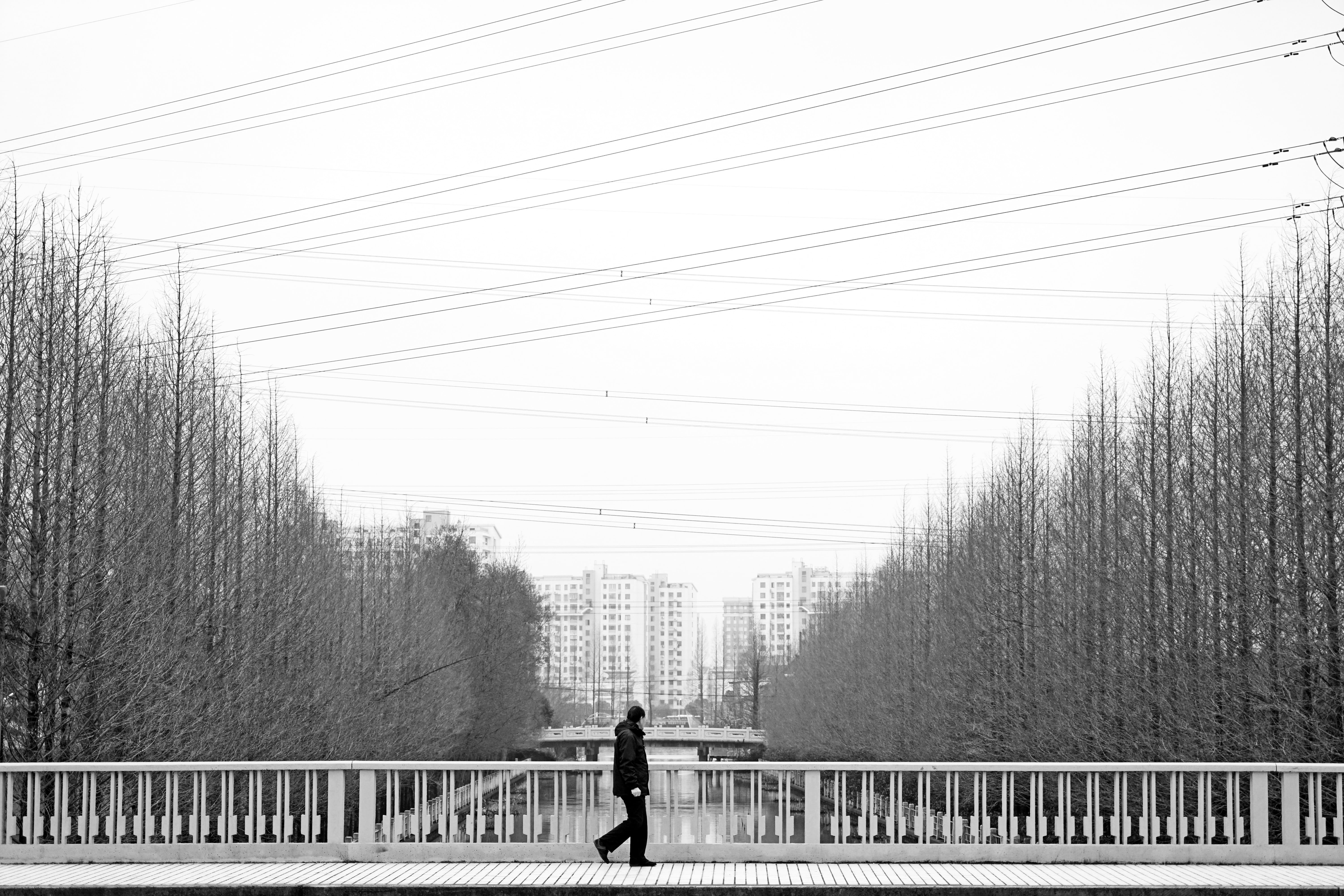 barrier, connection, railing, black And White, defoliation, electricity, tree, plant, bridge, architecture, walking, day, nature, outdoors, cold, silhouette, HD Wallpaper