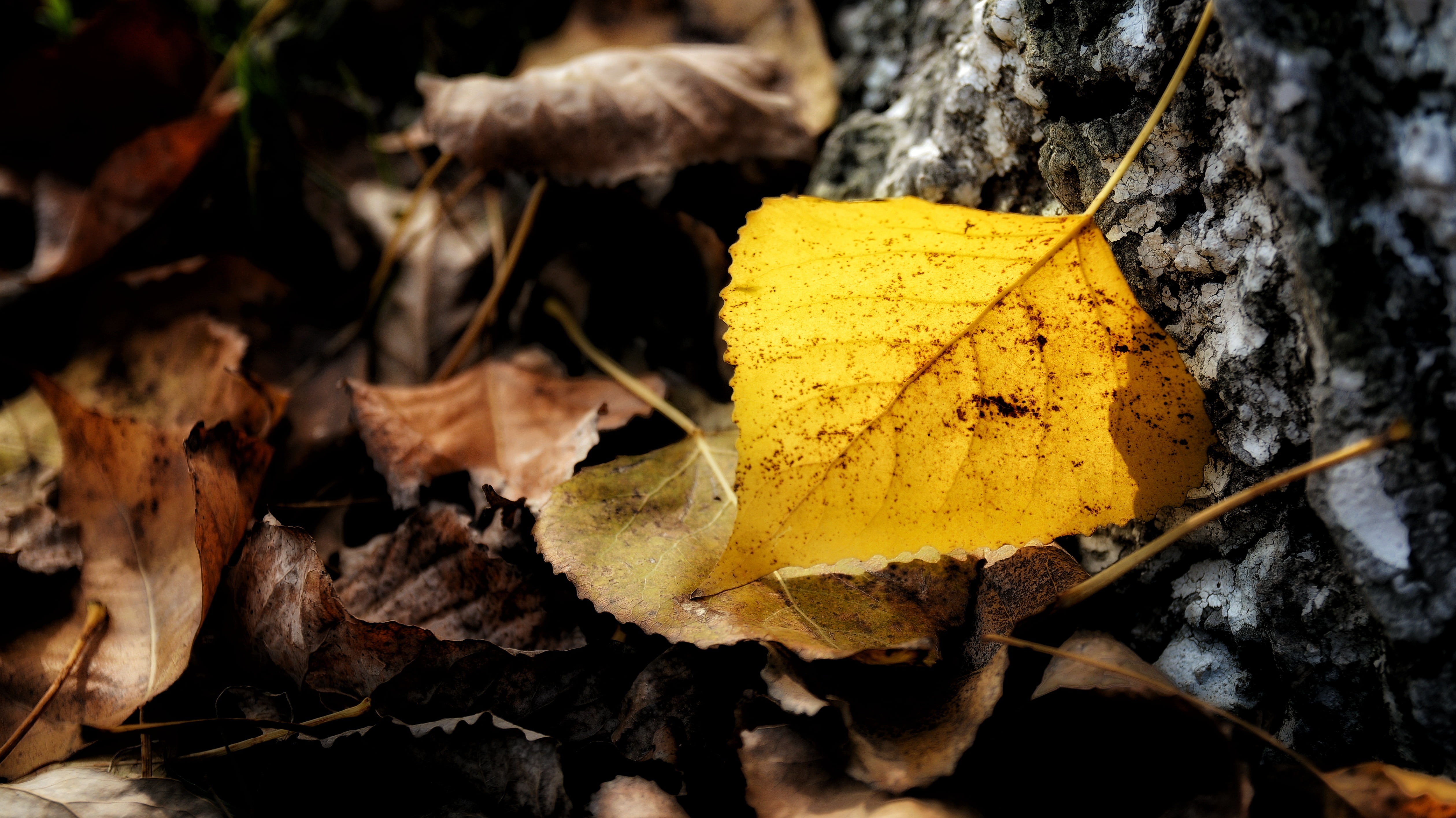 close-up, beauty in nature, day, 4K, land, leaves, autumn, outdoors, tree, vulnerability, nature, leaf, falling, yellow, change, selective focus, senior year, HD Wallpaper