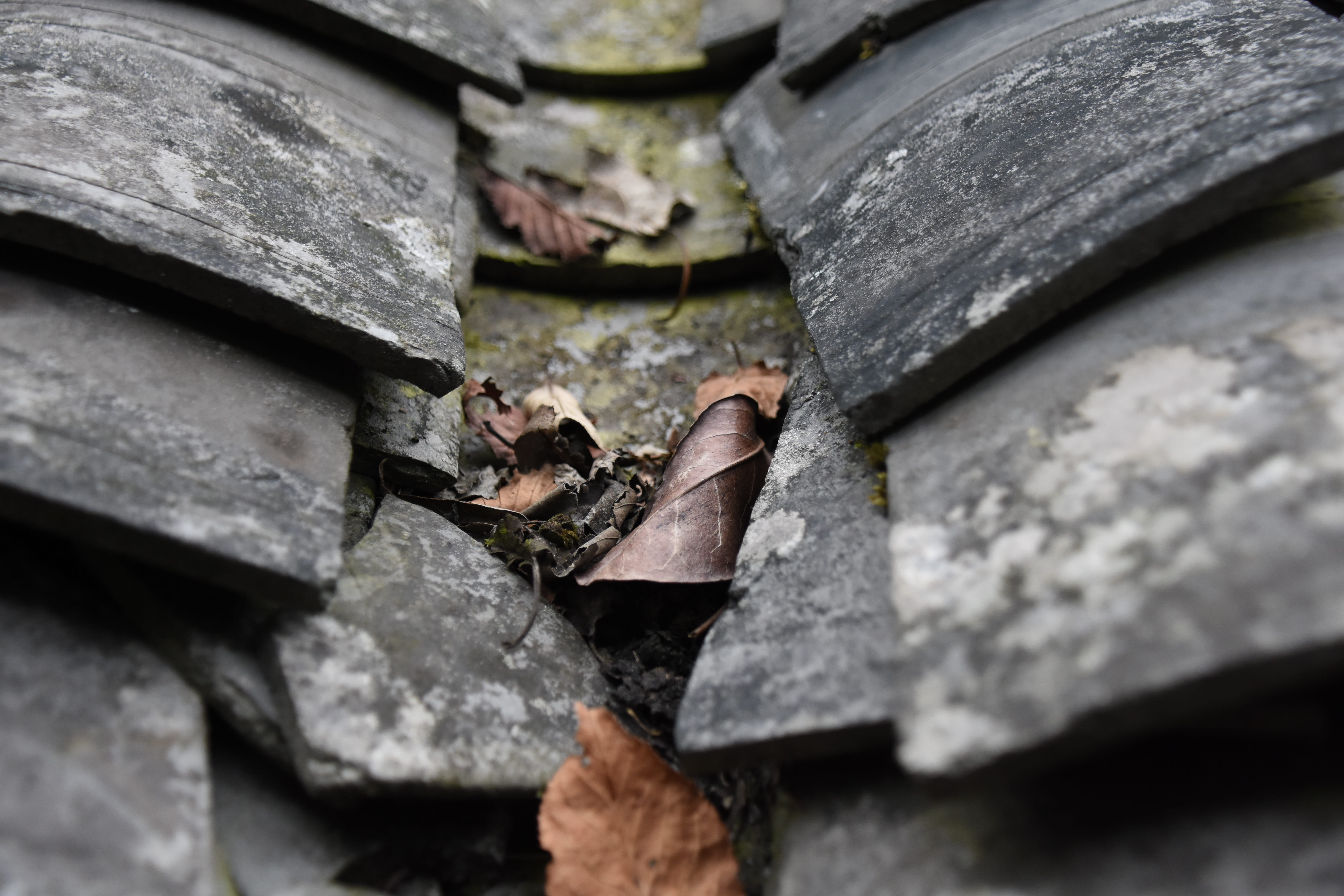 animals in the wild, high angle view, close-up, selective focus, stone material, no people, nature, solid, metal, animal wildlife, plant part, animal themes, HD Wallpaper