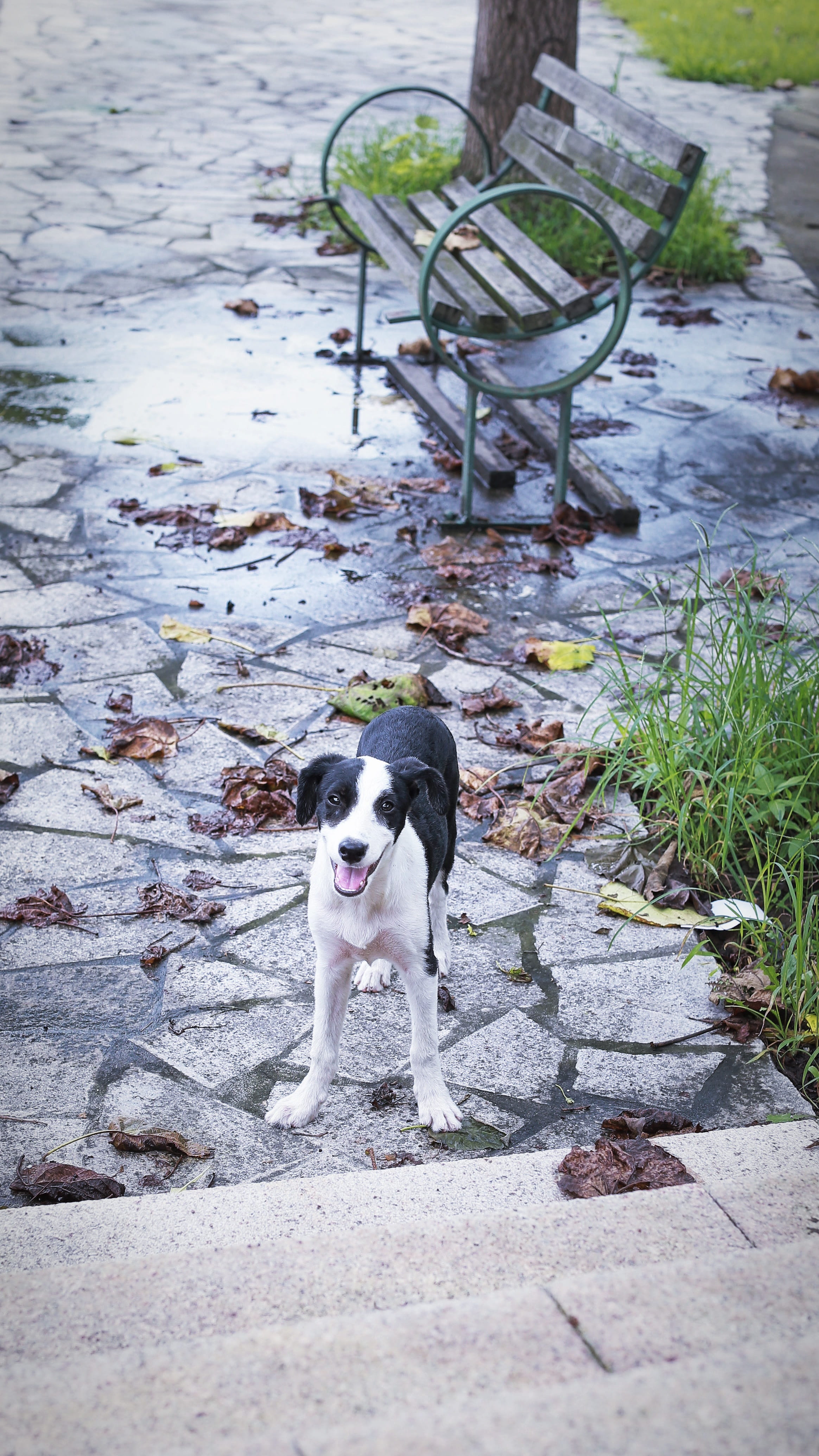 canine, water, smile, bench, black and white, stairs, nature, animal, outdoors, defoliation, day, domestic, paving stone, looking at camera, green, plant, Phone HD Wallpaper