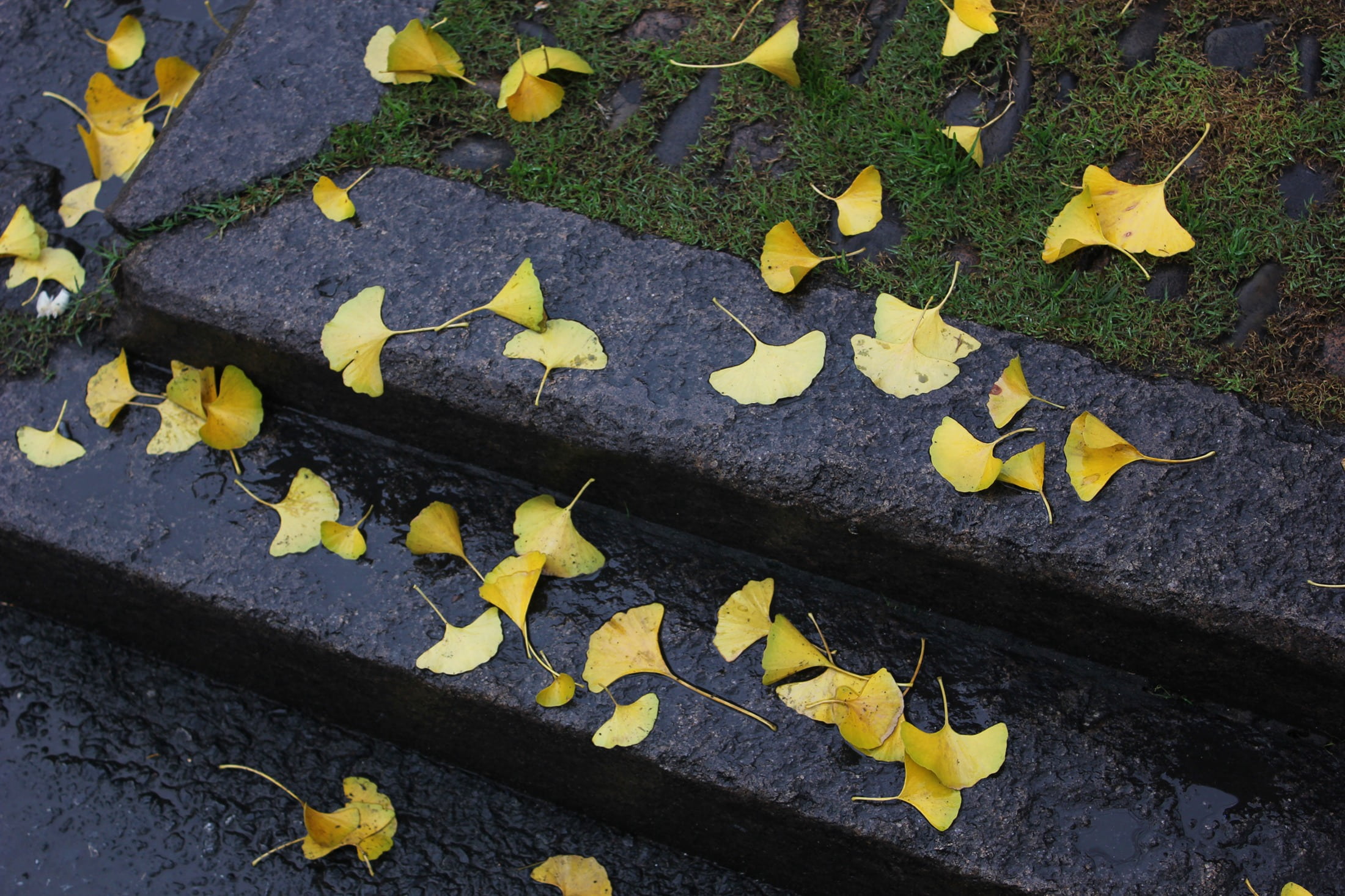 change, plant, nature, leaves, outdoors, day, land, yellow, defoliation, wall - building feature, street, built structure, falling, footpath, green color, HD Wallpaper