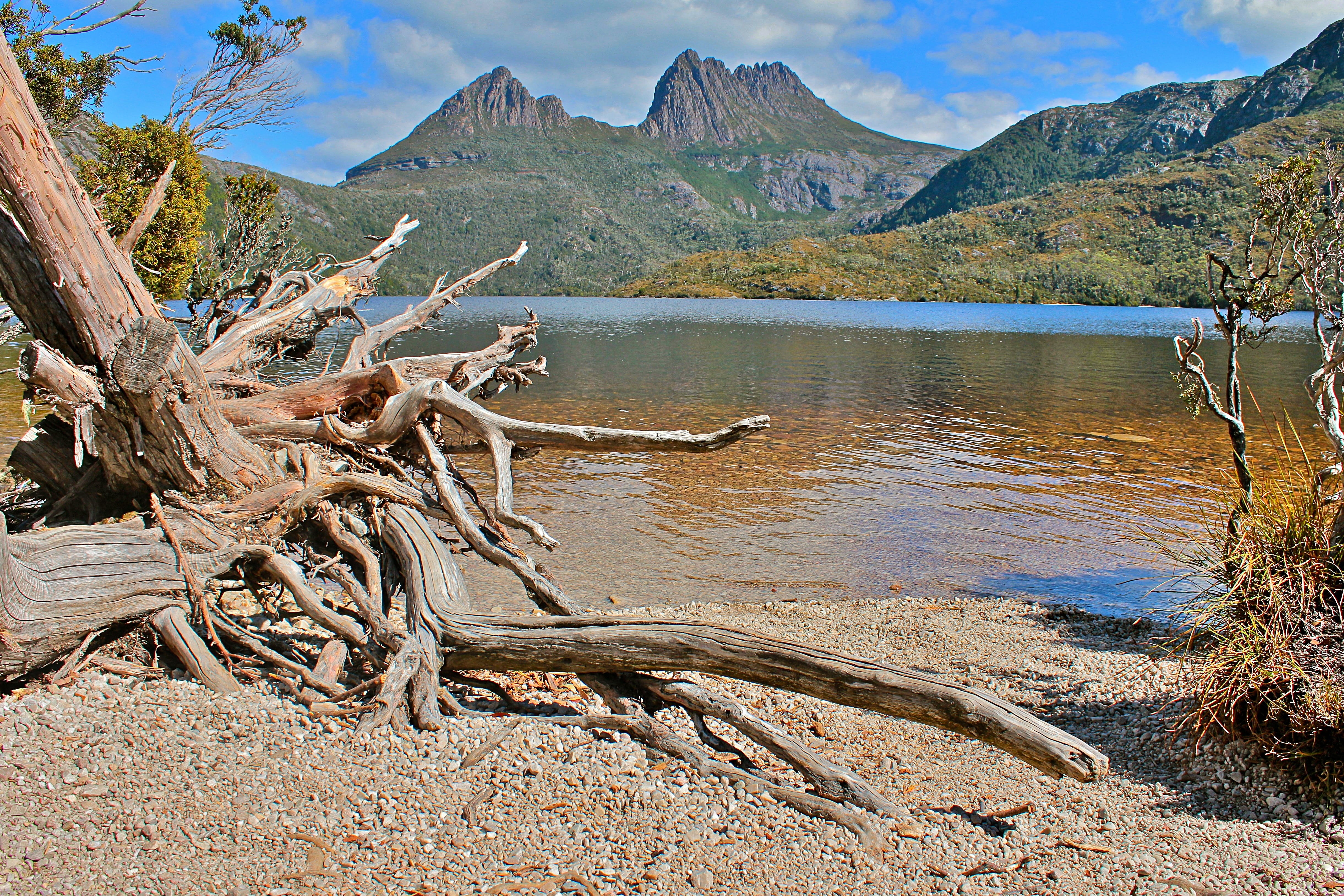 tree, nature, dead plant, 4K, beauty in nature, scenics - nature, national park, water, cradle, mountain range, outdoors, lake, driftwood, idyllic, day, HD Wallpaper