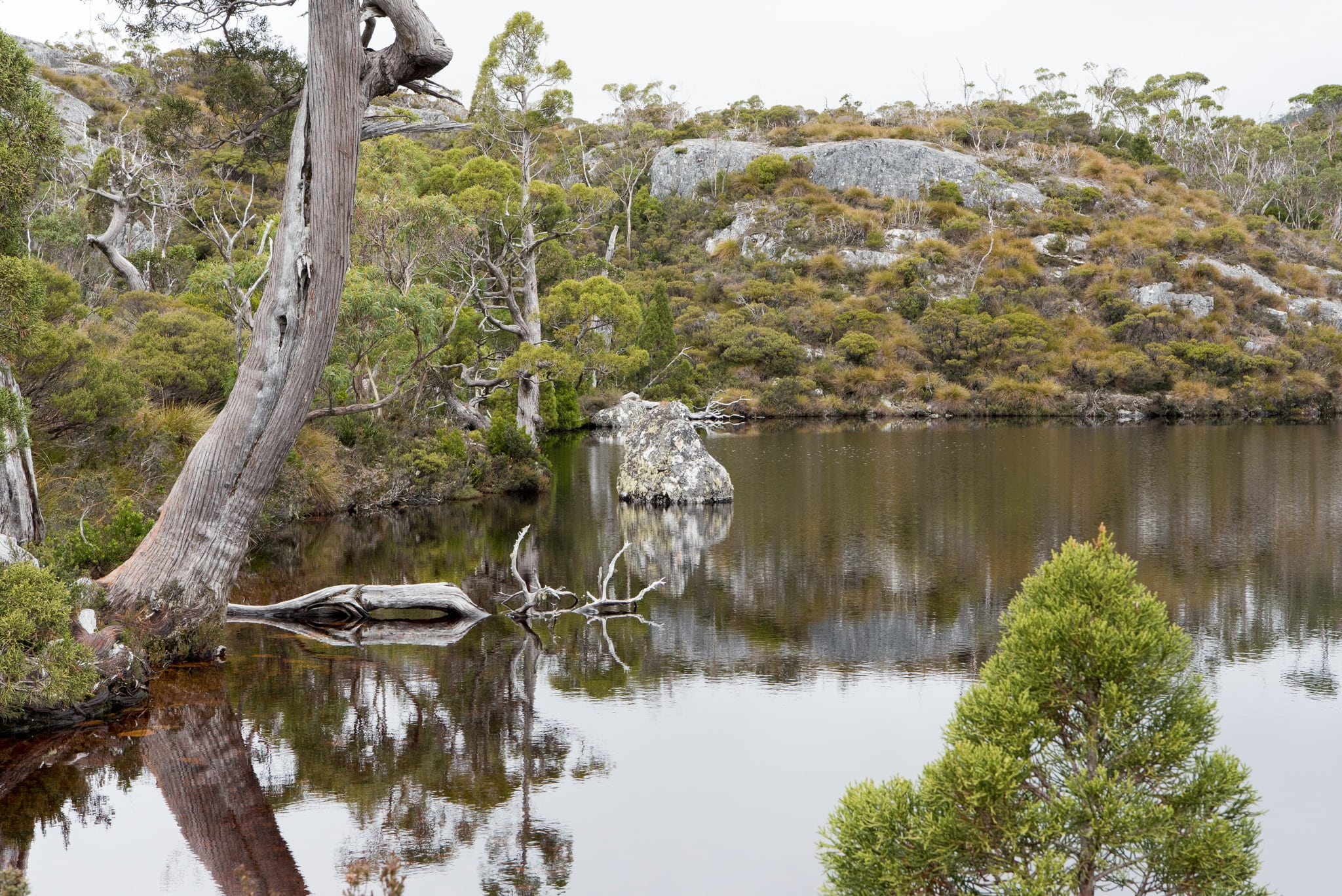 beauty in nature, solid, reflection, tree, tasmania, 1080P, nature, land, plant, green color, no people, growth, picturesque, non-urban scene, tranquil scene, HD Wallpaper