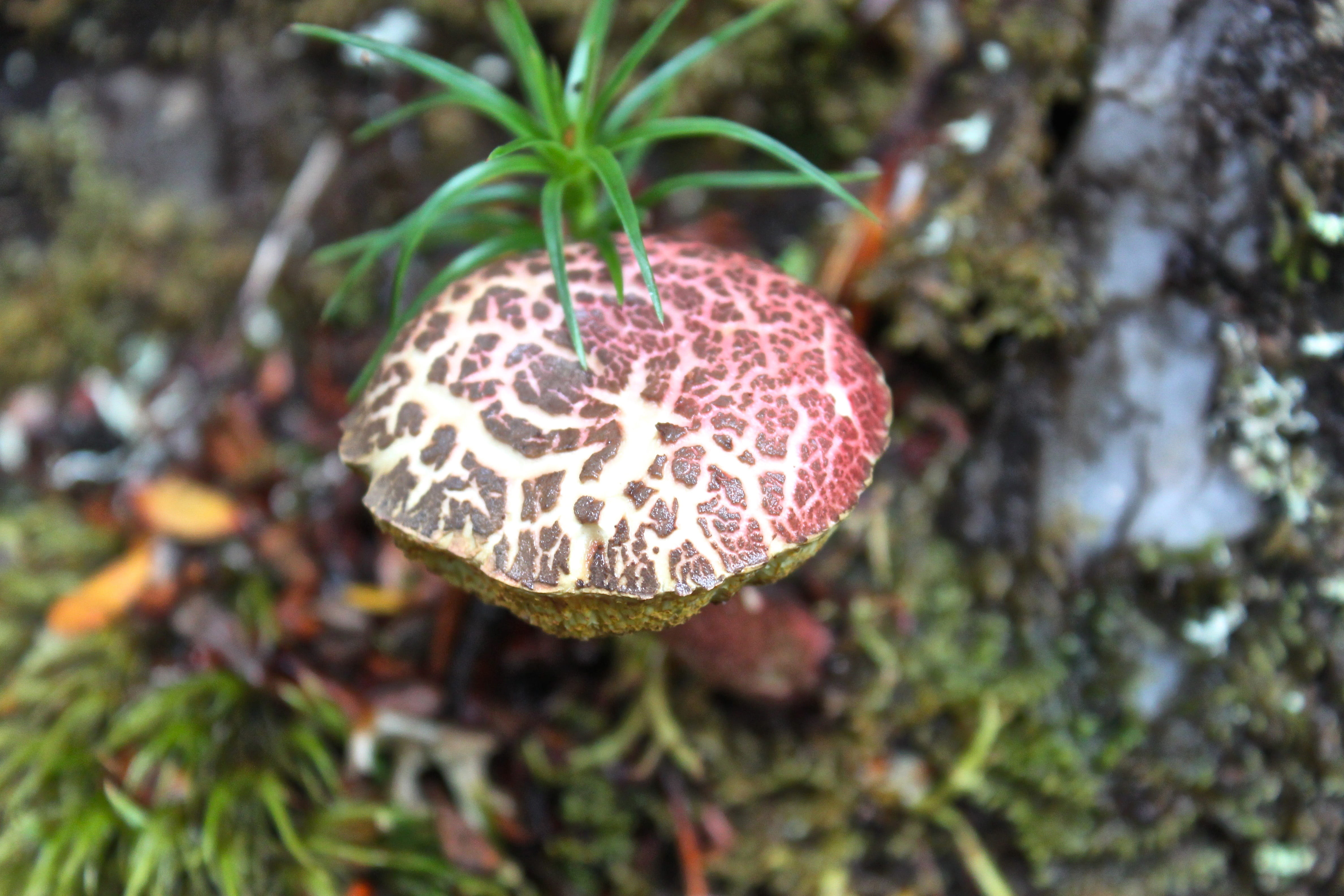 plant, mountain, food, path, outdoor, land, Mushroom, green color, outdoors, toadstool, vegetable, fungi, walk, australia, trek, fungus, close-up, nature, HD Wallpaper