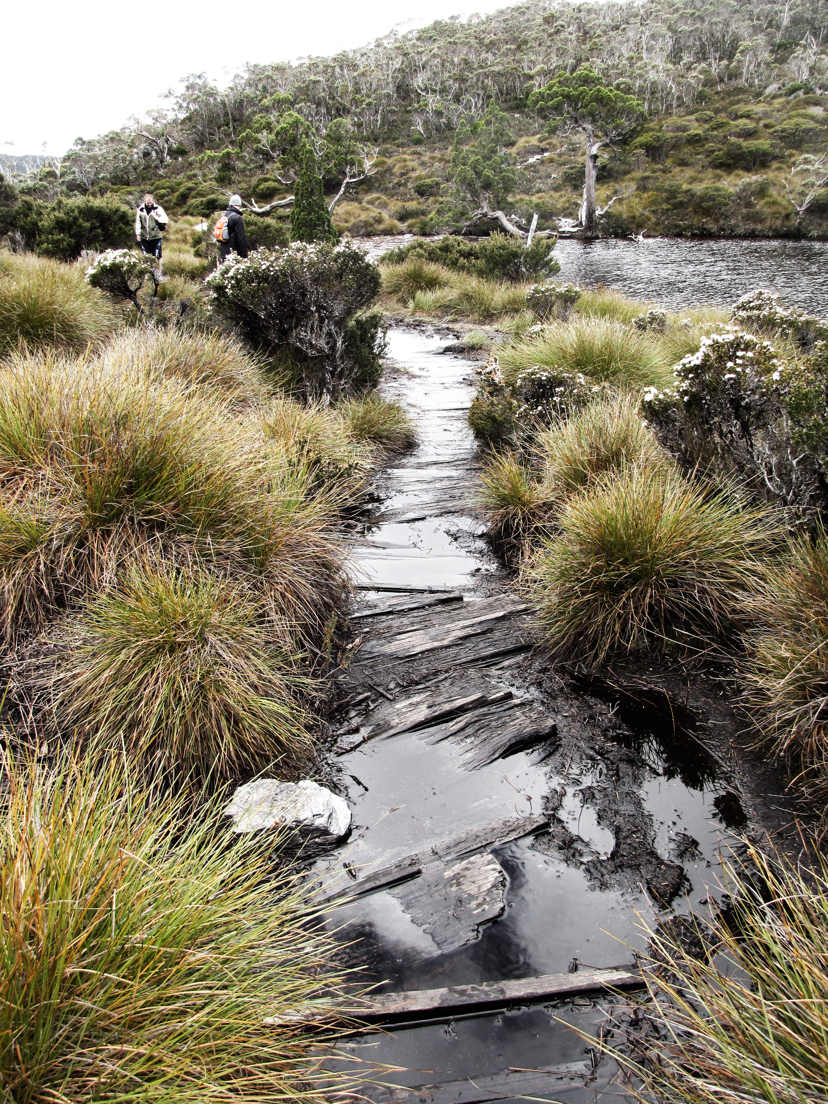 mountain, wanderlust, 2K, outdoors, growth, broken, nature, tasmania, hike, path, australia, dom, scenics - nature, backpacking, hiker, track, dirty, explore, Phone HD Wallpaper