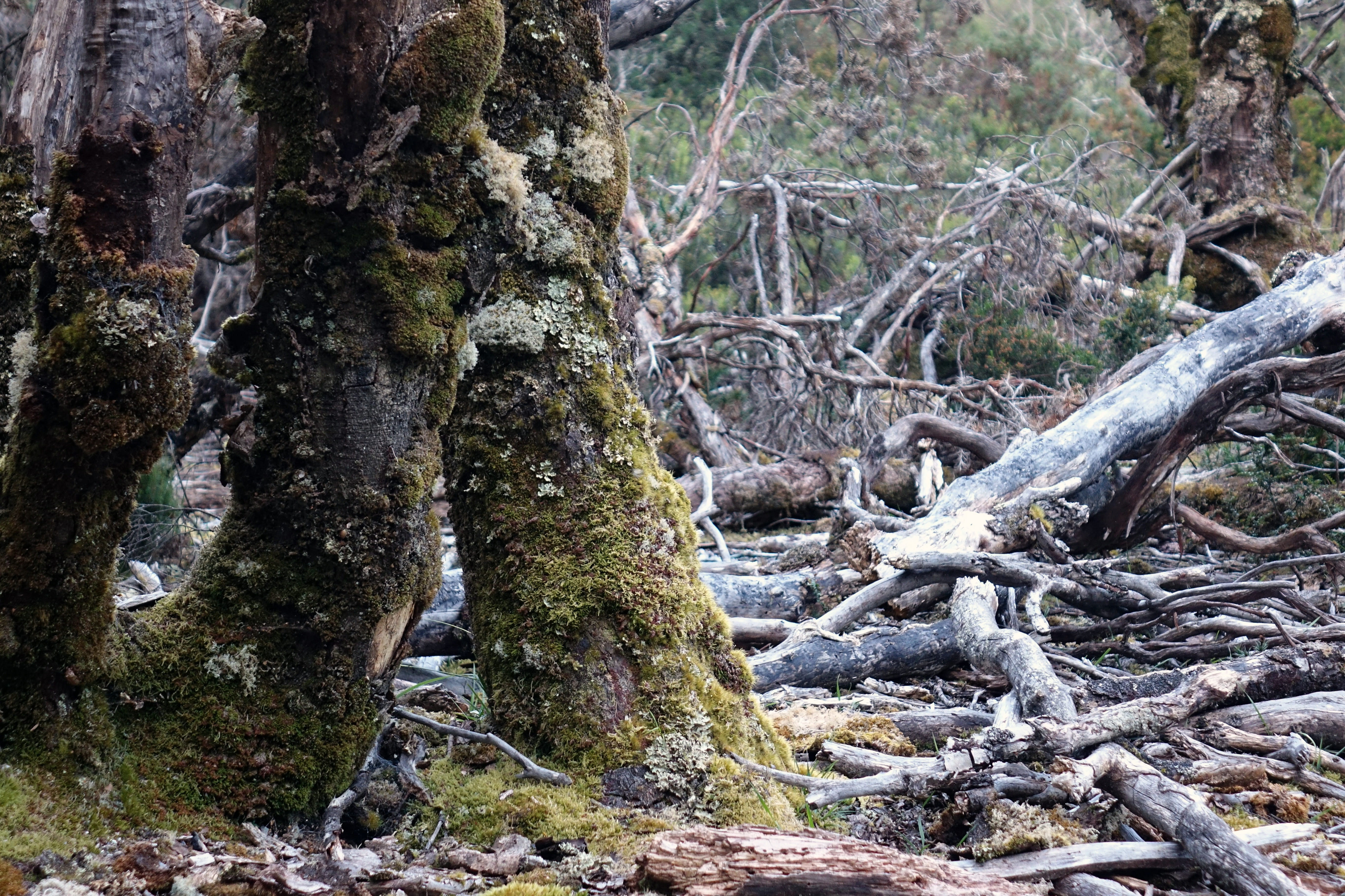 weathered, beauty in nature, plant, national park, rock - object, growth, tree trunk, environment, land, tree, cradle mountain, trunk, old forest, outdoors, HD Wallpaper