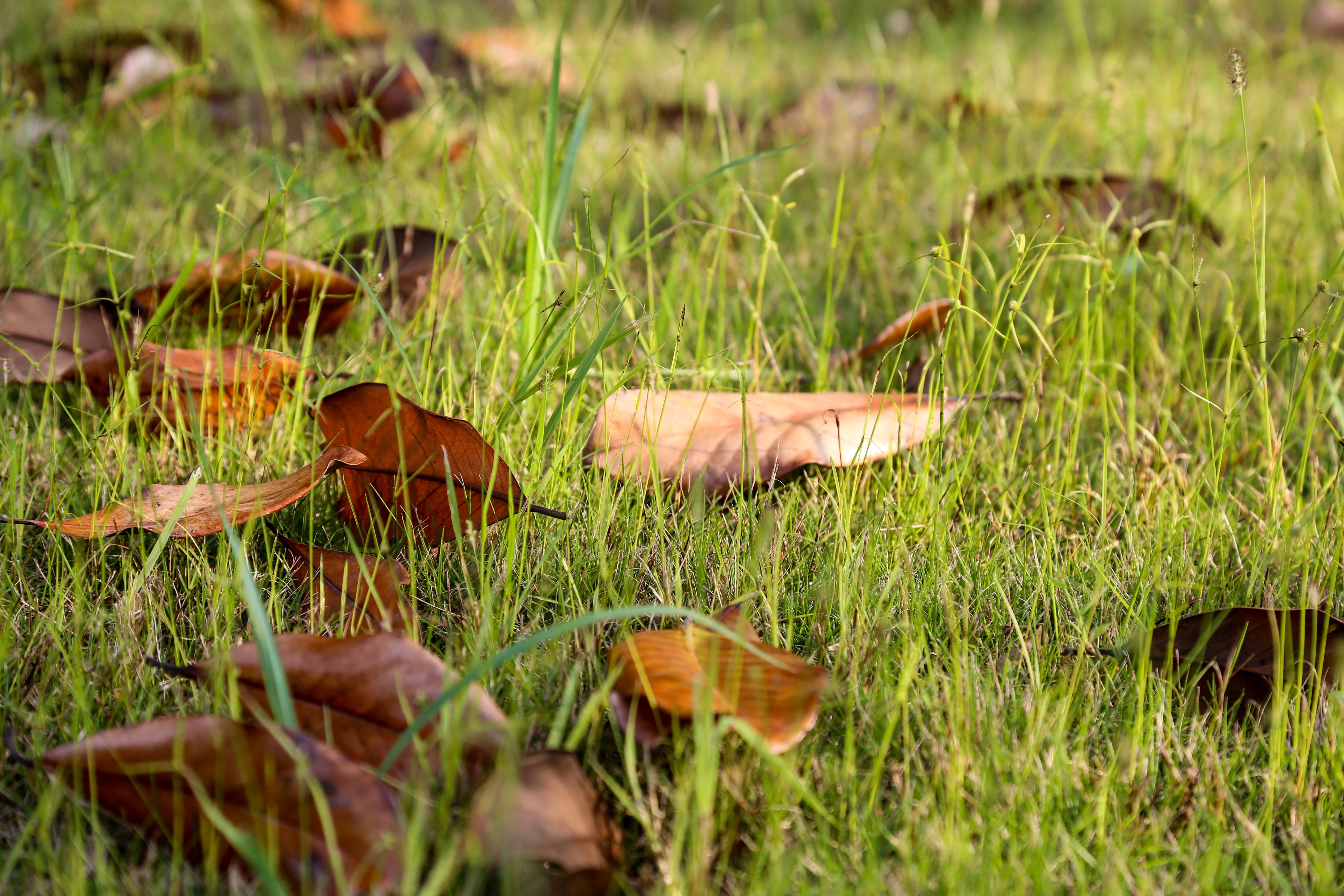 plant, field, growth, fungus, day, vegetable, leaf, no people, defoliation, nature, food, close-up, toadstool, tranquility, land, brown, selective focus, HD Wallpaper