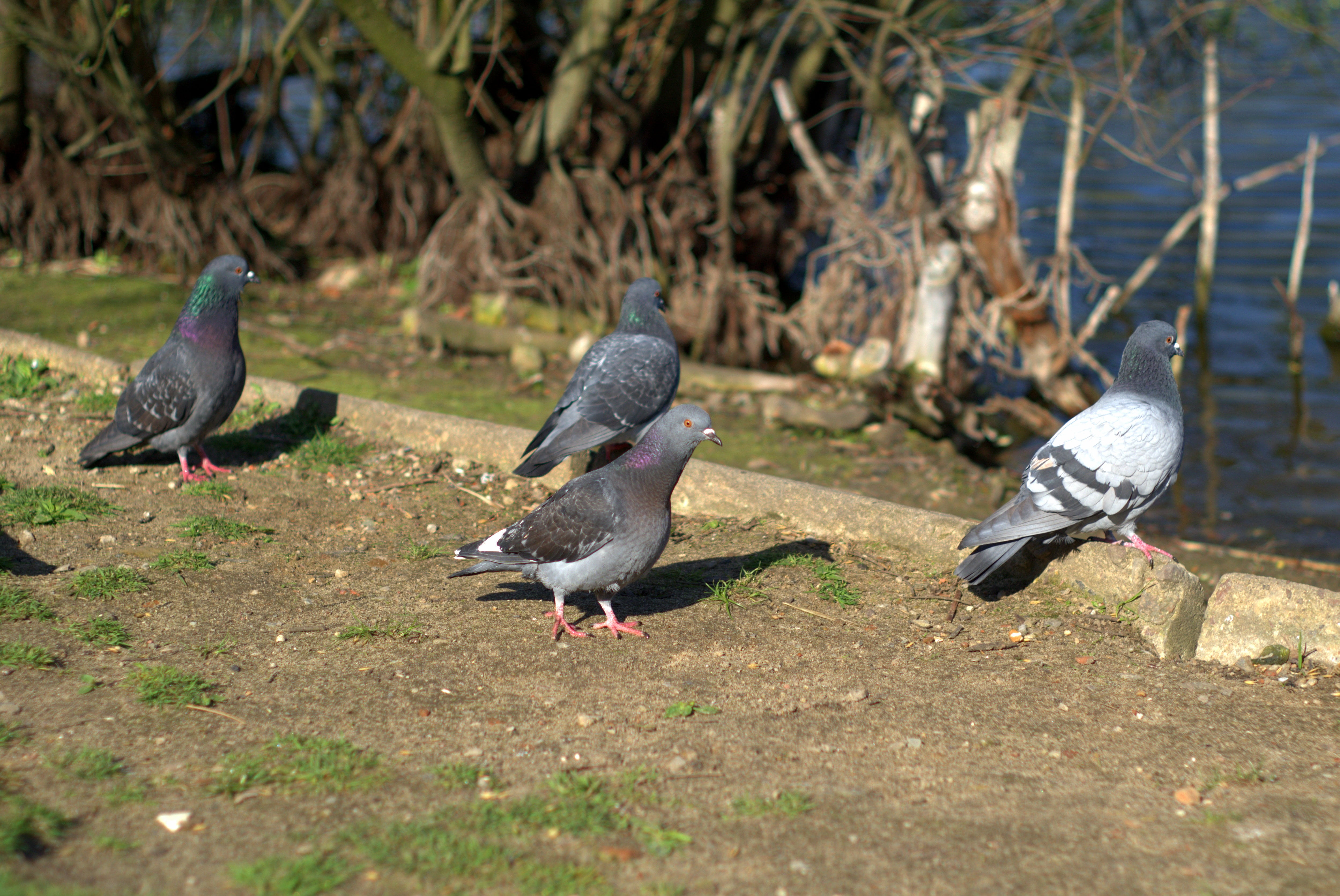 plant, nature, animal, wild birds, pigeon, animal wildlife, two animals, animal themes, birds, animals, pen, bird, pond, lake, day, dove, 4K, pigeons, HD Wallpaper