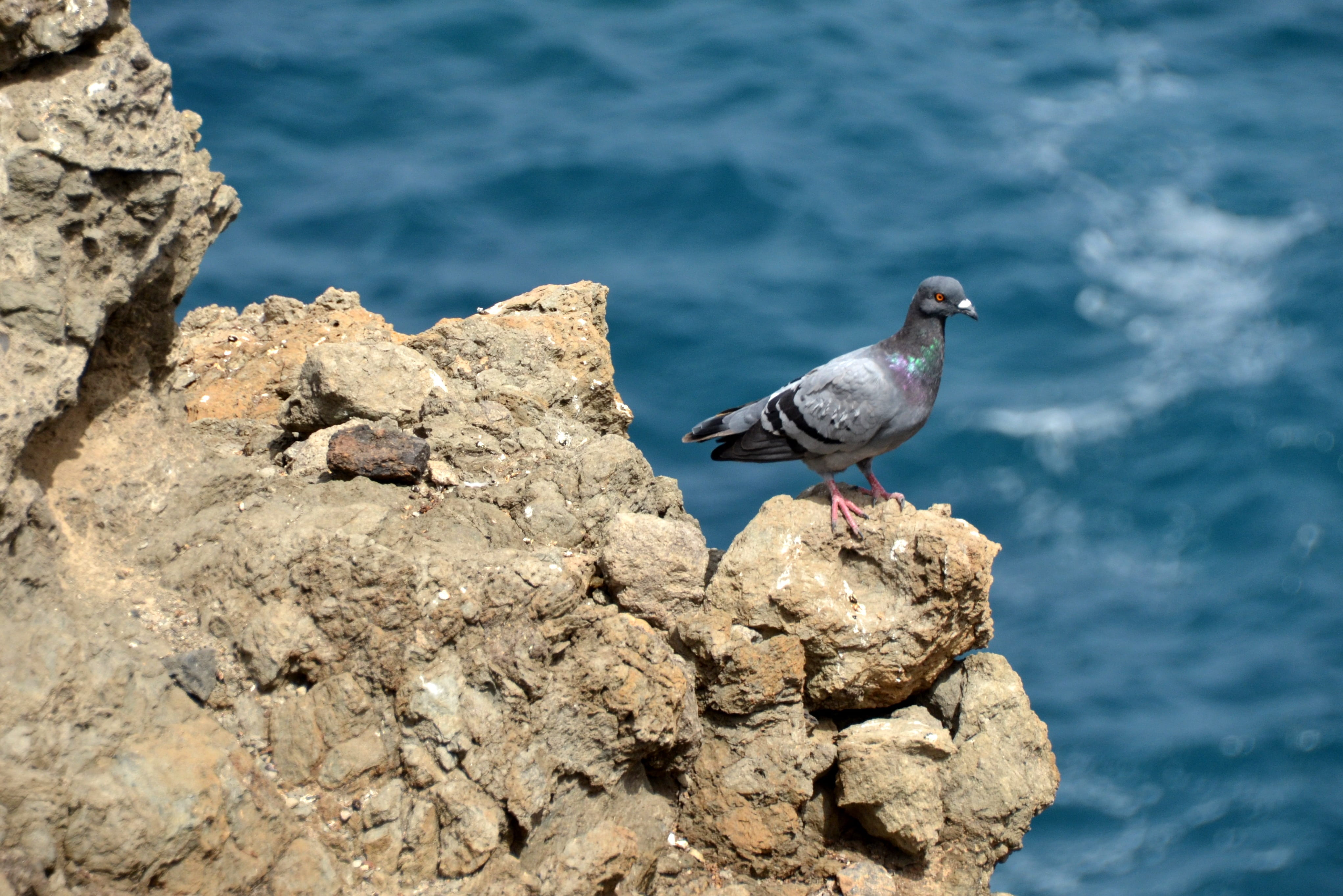 animal themes, no people, perching, bird, animal, water, dove, animal wildlife, sunlight, solid, stone, sea, vertebrate, lake, animals in the wild, 4K, HD Wallpaper