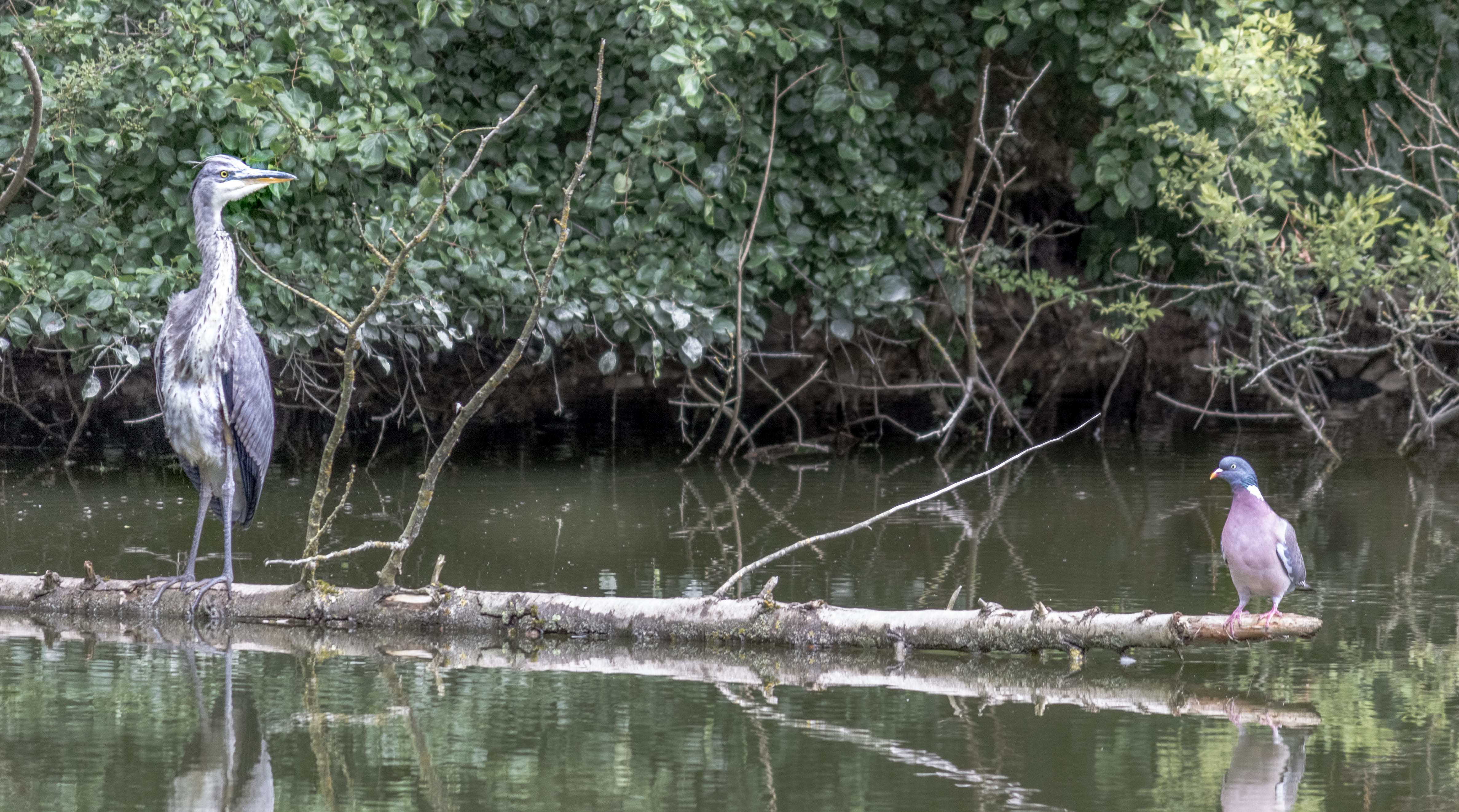 no people, reflection, outdoors, heron, pigeon, fishing, plant, tranquility, animals in the wild, dove, united kingdom, animal, 4K, vertebrate, trees, HD Wallpaper