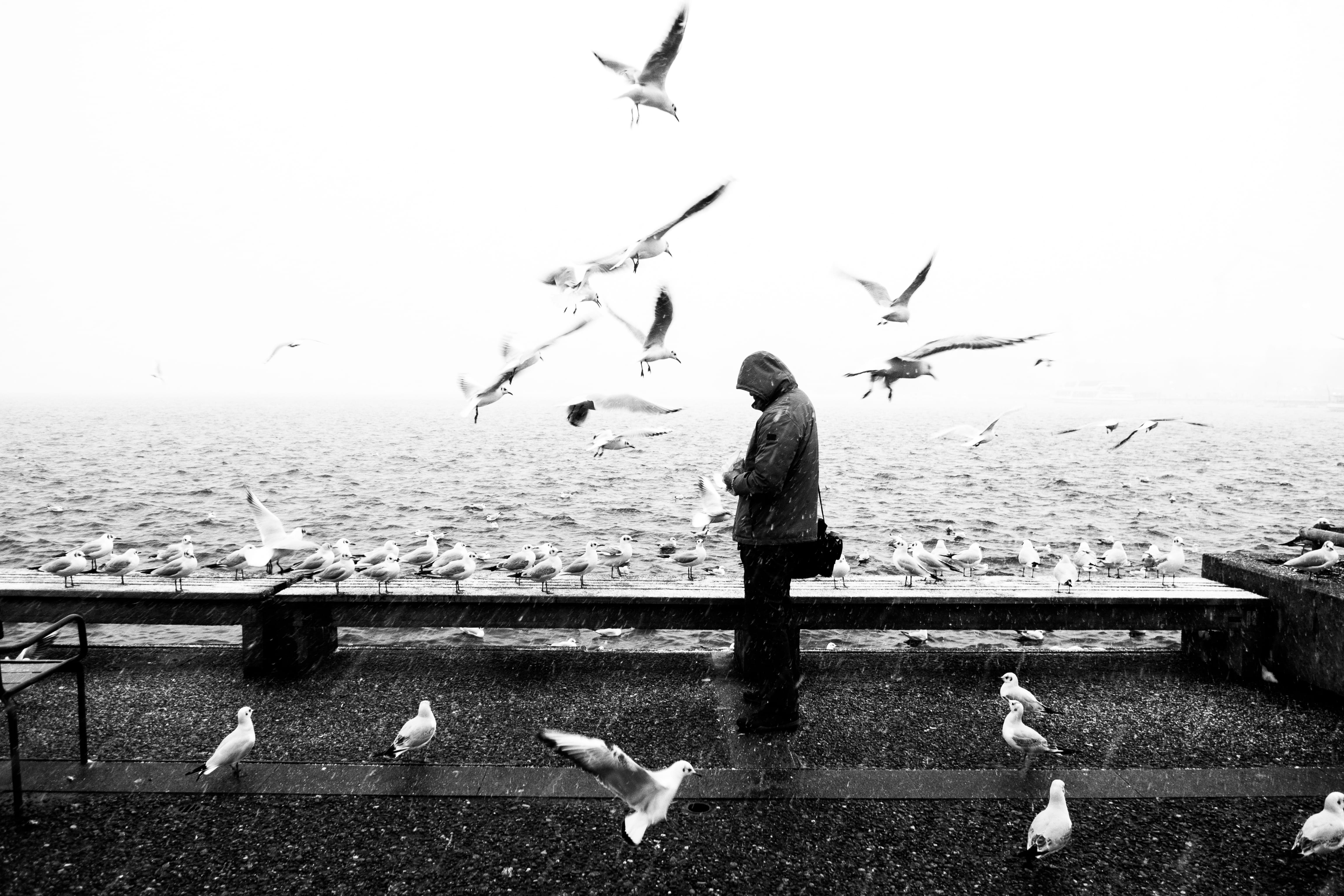 waterfowl, 4K, spread wings, bird, group of animals, animal, nature, sea, men, seagull, day, outdoors, large group of animals, switzerland, zürich, blackwhite, HD Wallpaper
