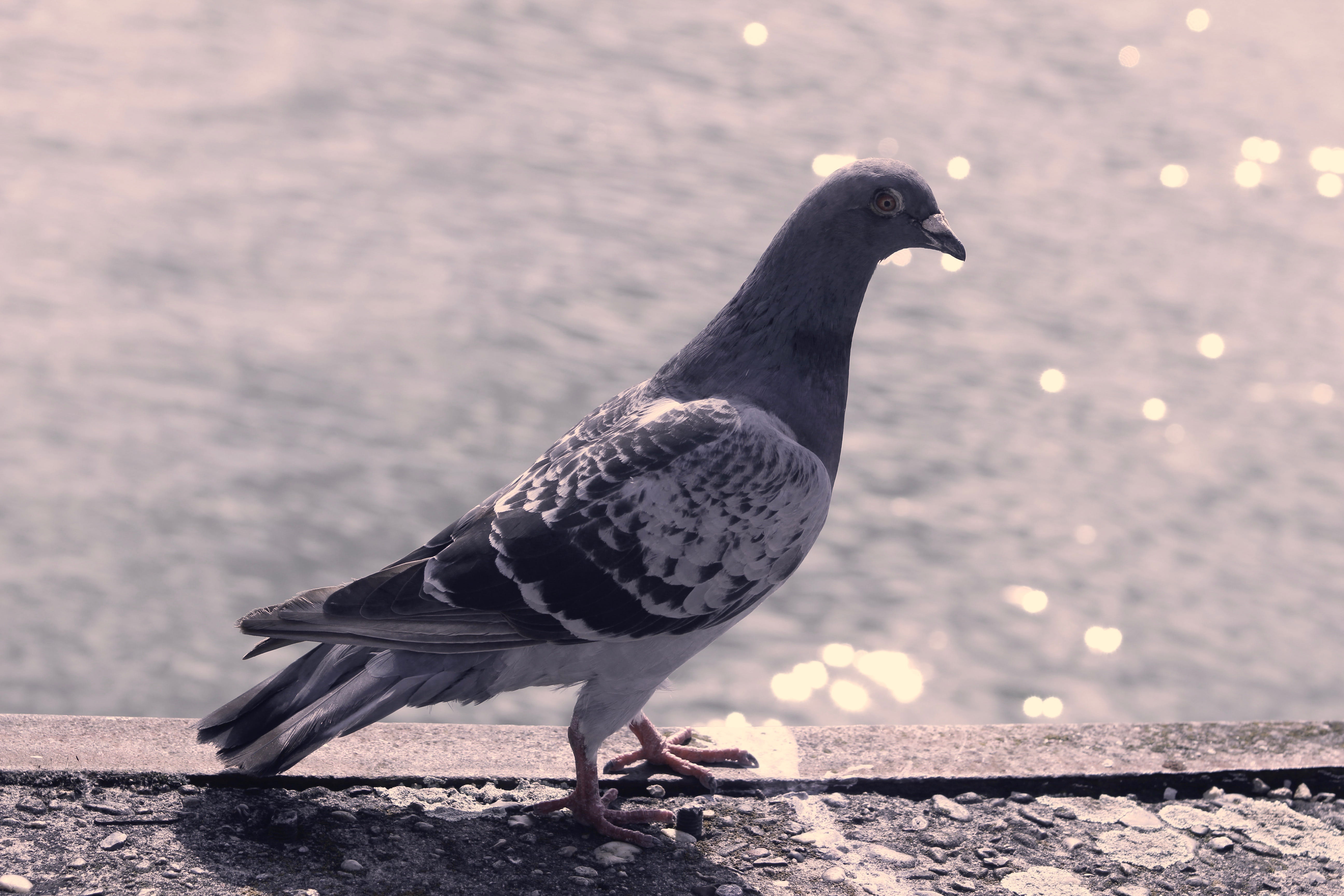 pigeon, city, side view, focus on foreground, nature, wall, looking, animals in the wild, outdoors, animal themes, sunlight, close-up, full length, vertebrate, HD Wallpaper