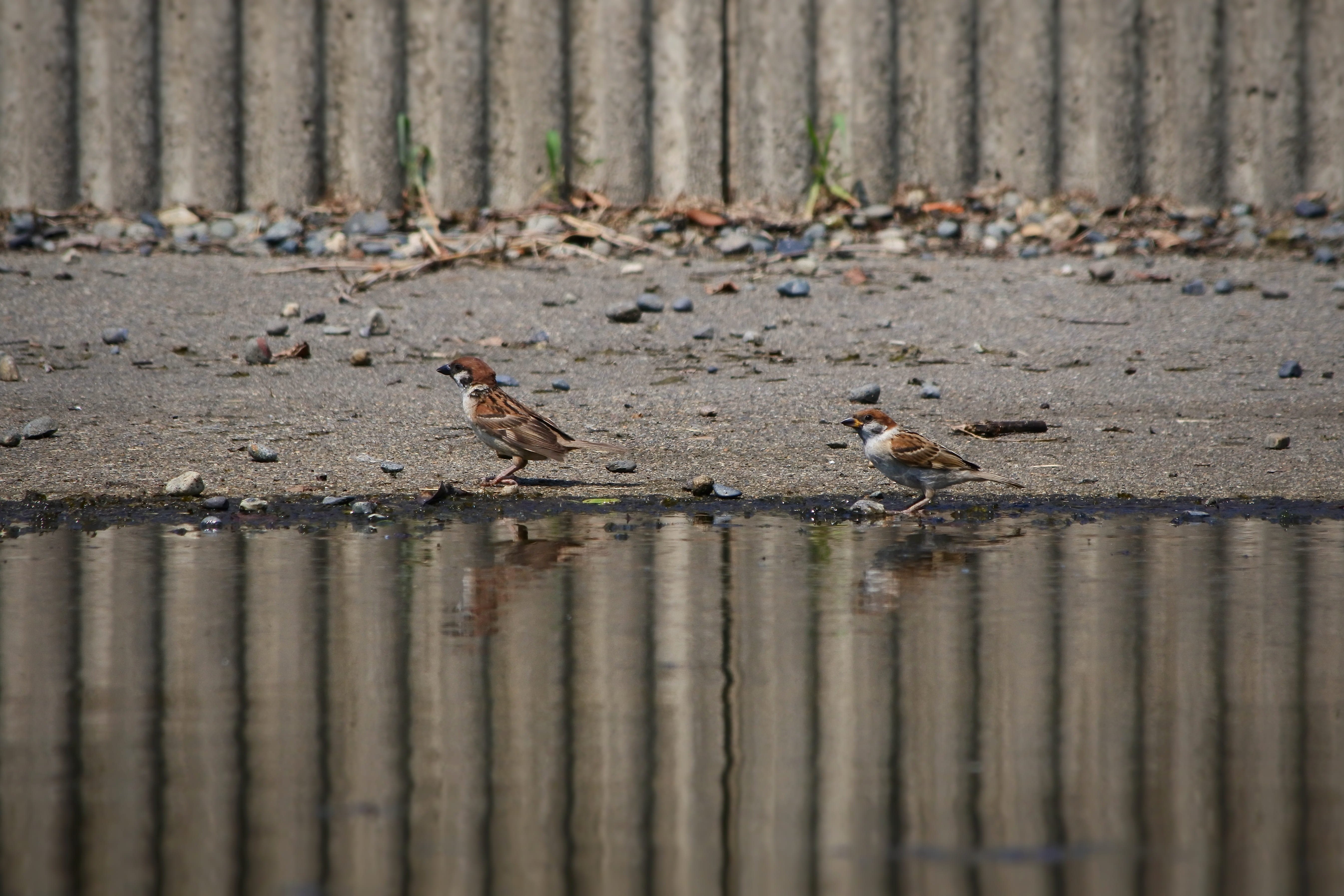 group of animals, nature, little bird, landscape, lake, sparrow, natural, animal, dove - bird, water, animal themes, two animals, beauty in nature, 5K, HD Wallpaper