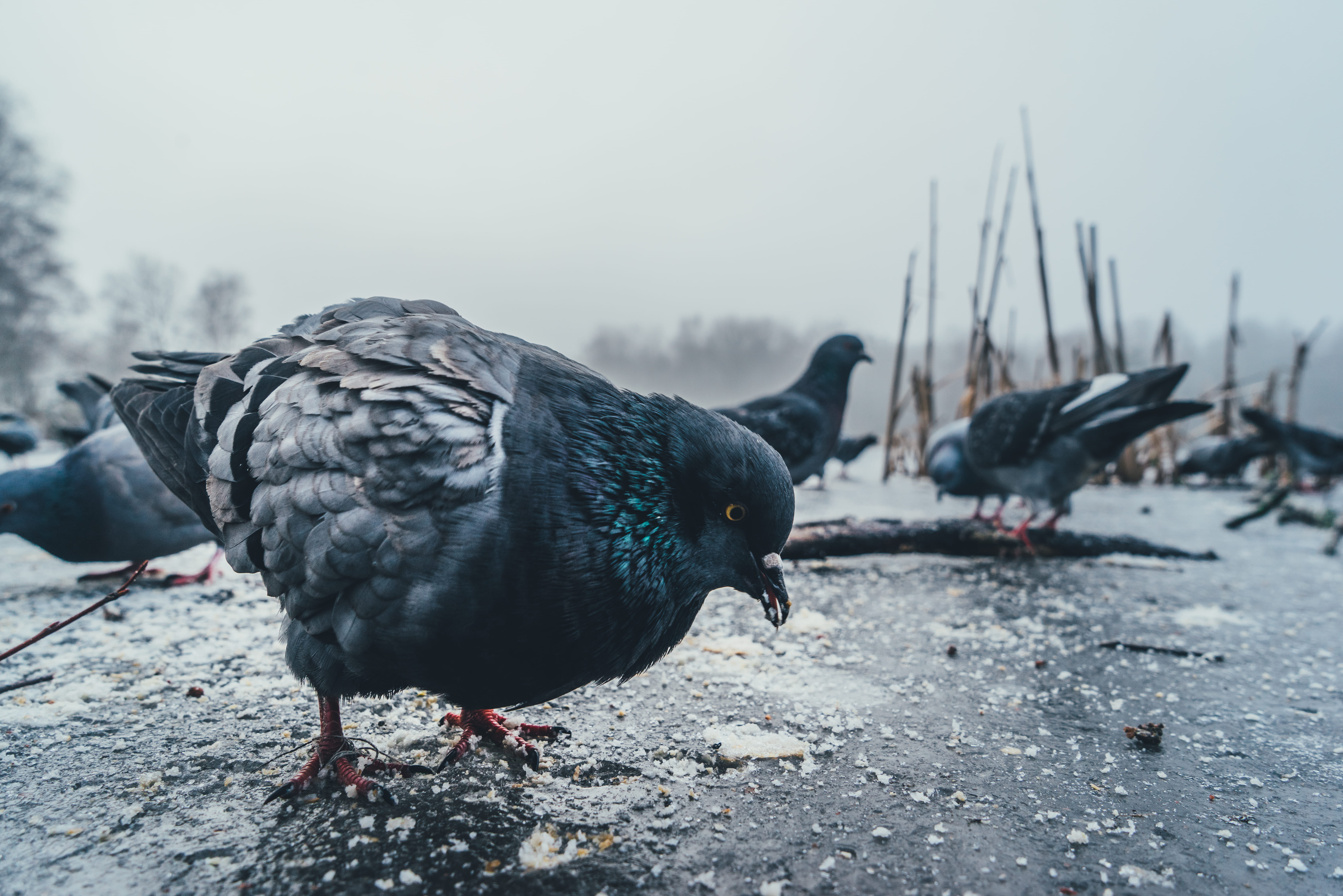 black color, close-up, national, pigeon, flock, animal, vertebrate, poultry, sweden, food, animals in the wild, animal themes, branch, day, animal wildlife, HD Wallpaper