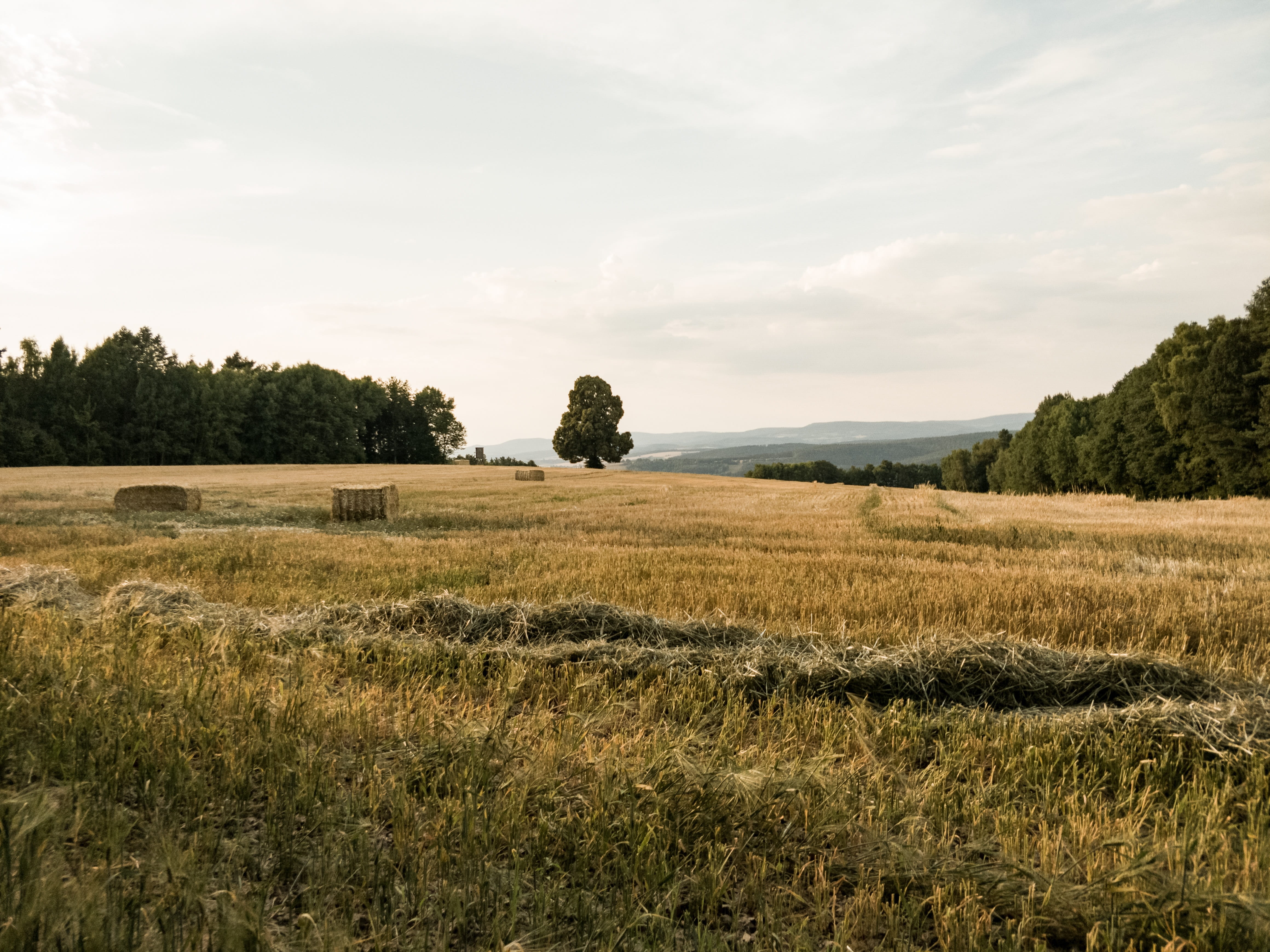 scenics - nature, hay, land, cloud - sky, outdoors, rural scene, grass, landscape, environment, nature, tree, plant, no people, meadow, agriculture, growth, HD Wallpaper