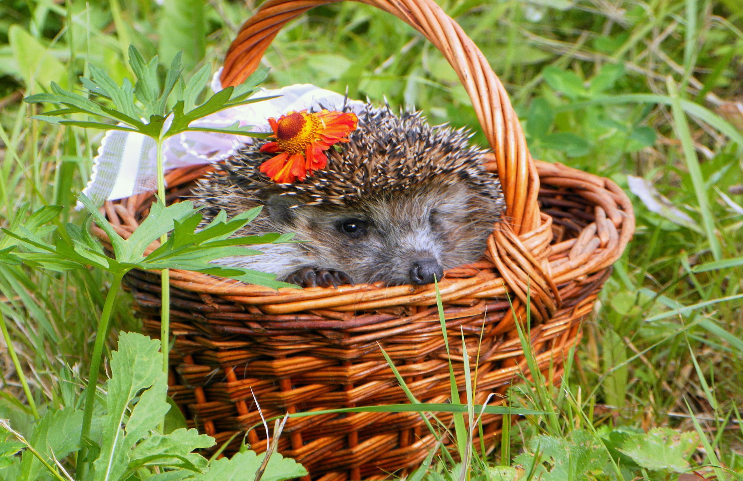 panie, rouge, animals, vert, hedgehogs, fleur, 1080P, HD Wallpaper