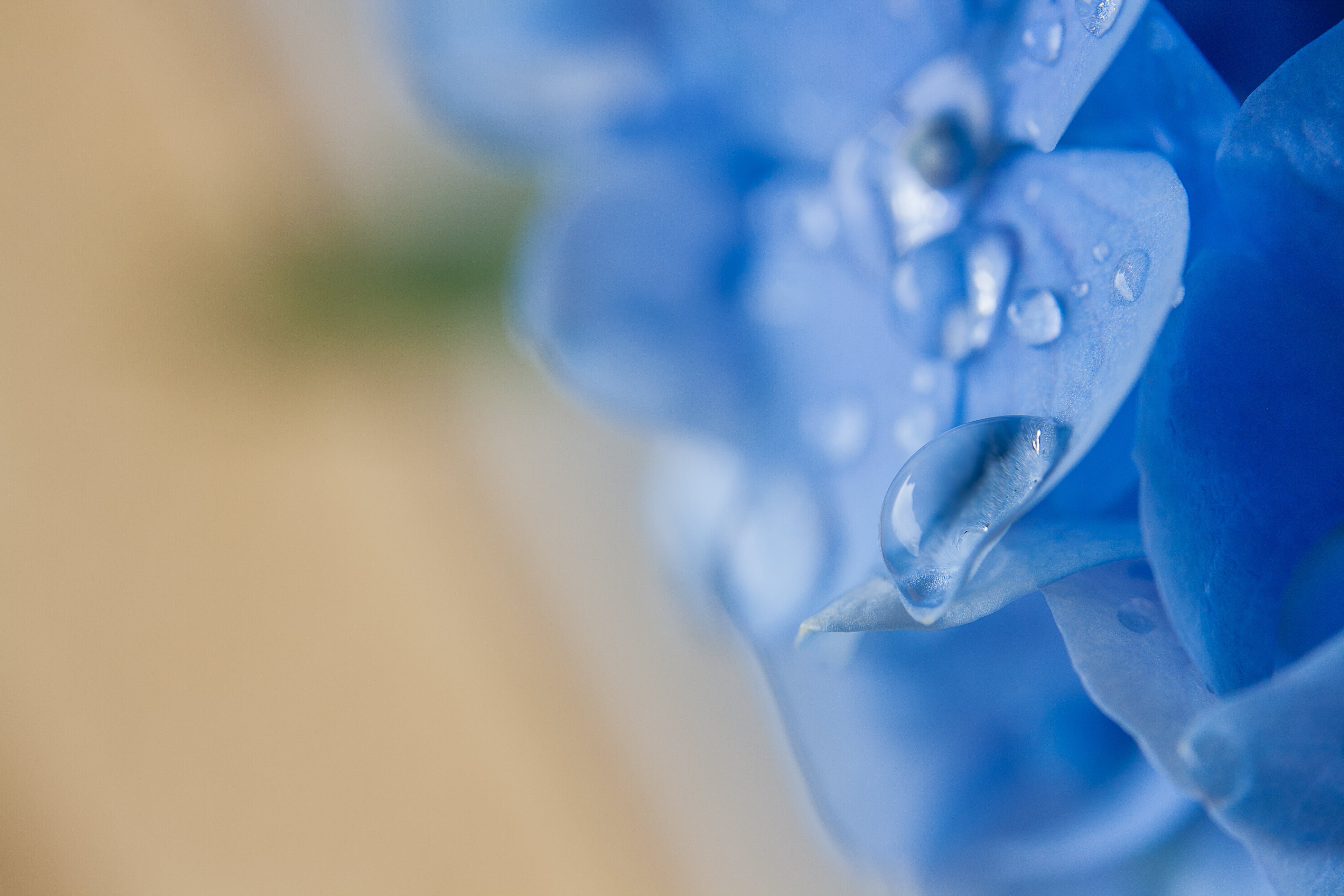 Sandrine, larmes, photo, close, petal, dew, close-up, blue, Novembre, water, close up, 4K, HD Wallpaper