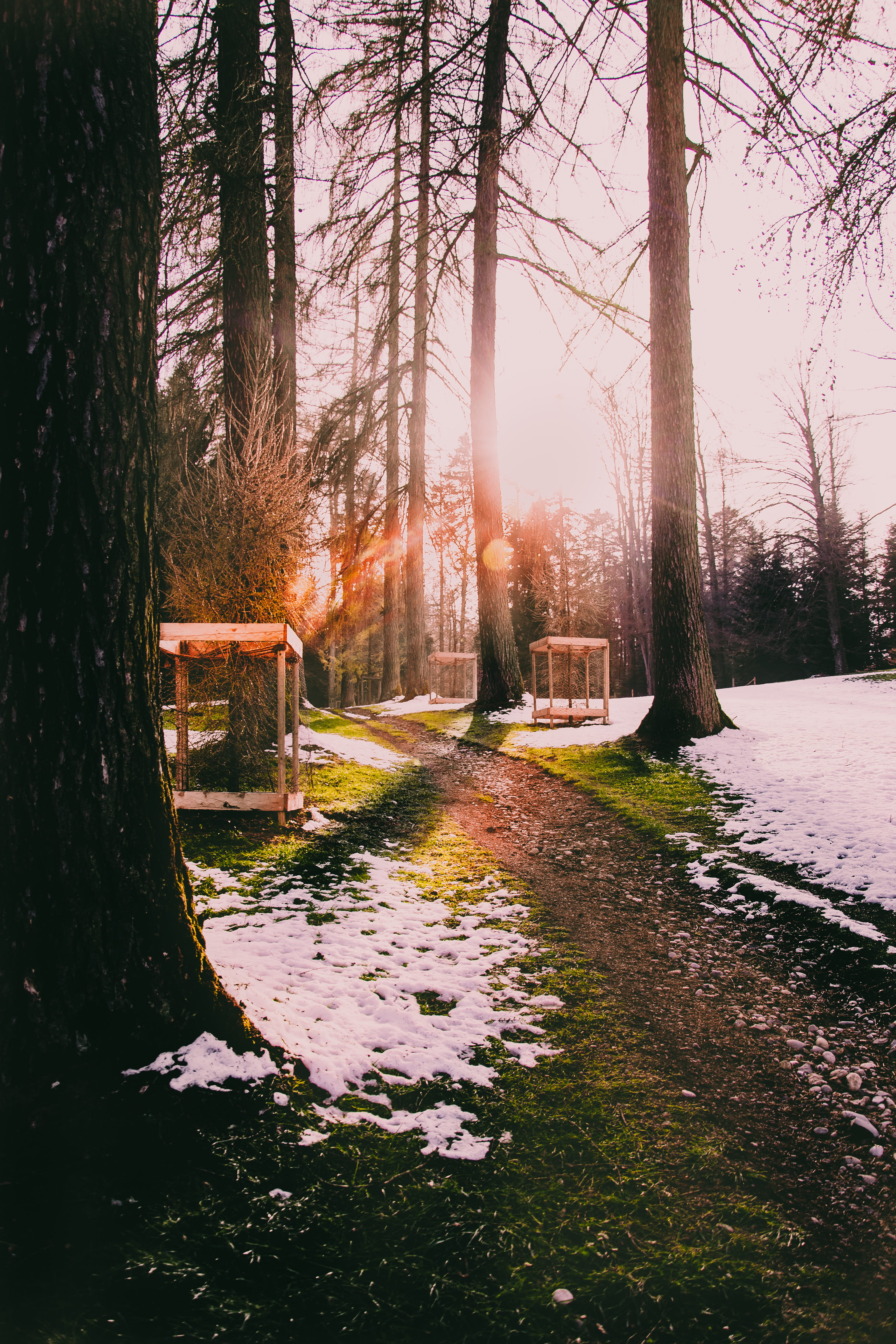 land, tree trunk, trunk, no people, path, beauty in nature, nature, hope, sky, evening, day, sunset, switzerland, park, flare, light, growth, newday, lucerne, Phone HD Wallpaper