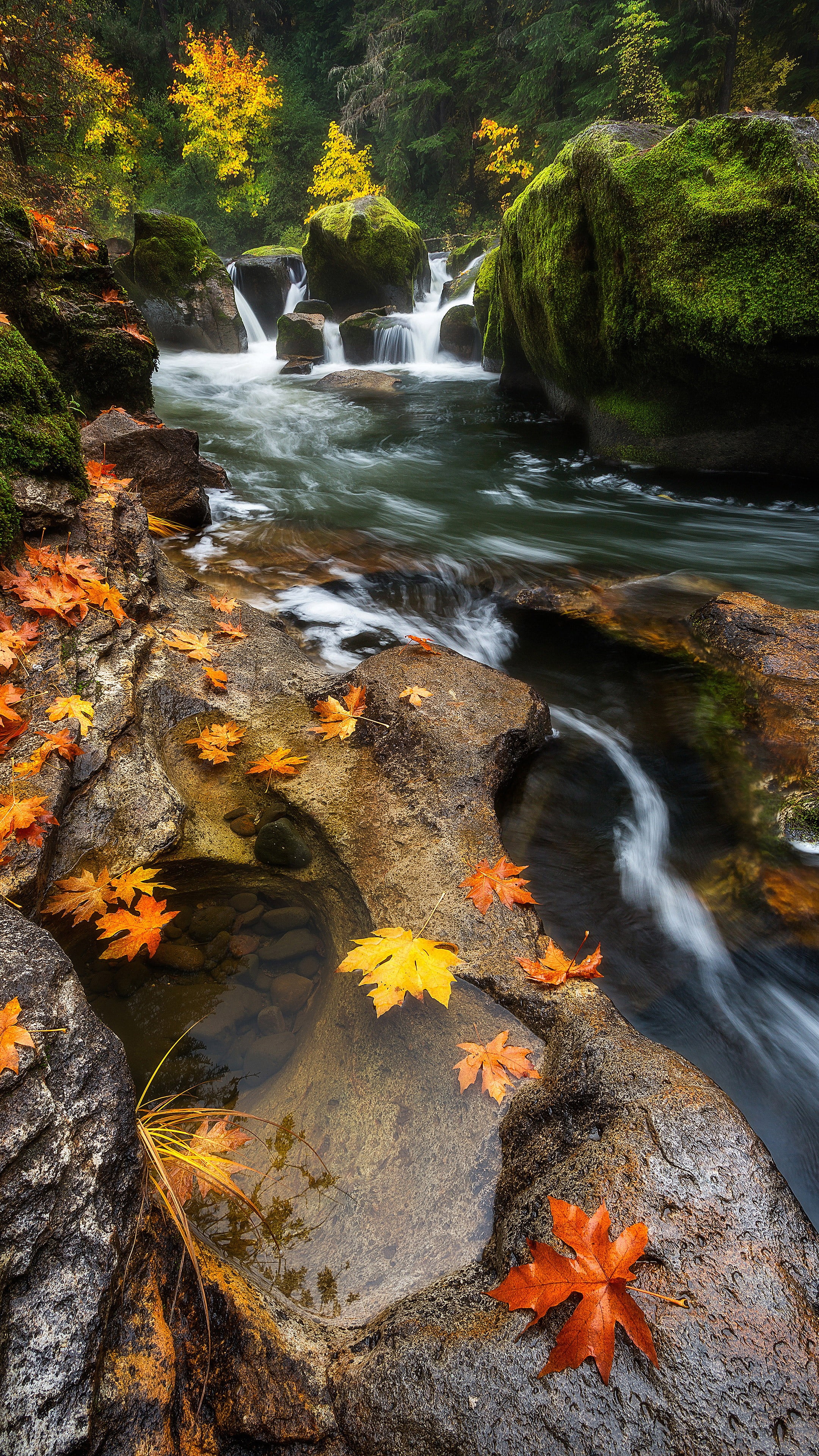 leaves, power in nature, change, plant part, day, rock - object, scenics - nature, nature, flowing water, outdoors, photograph, lapse, river, flowing, blurred motion, Phone HD Wallpaper