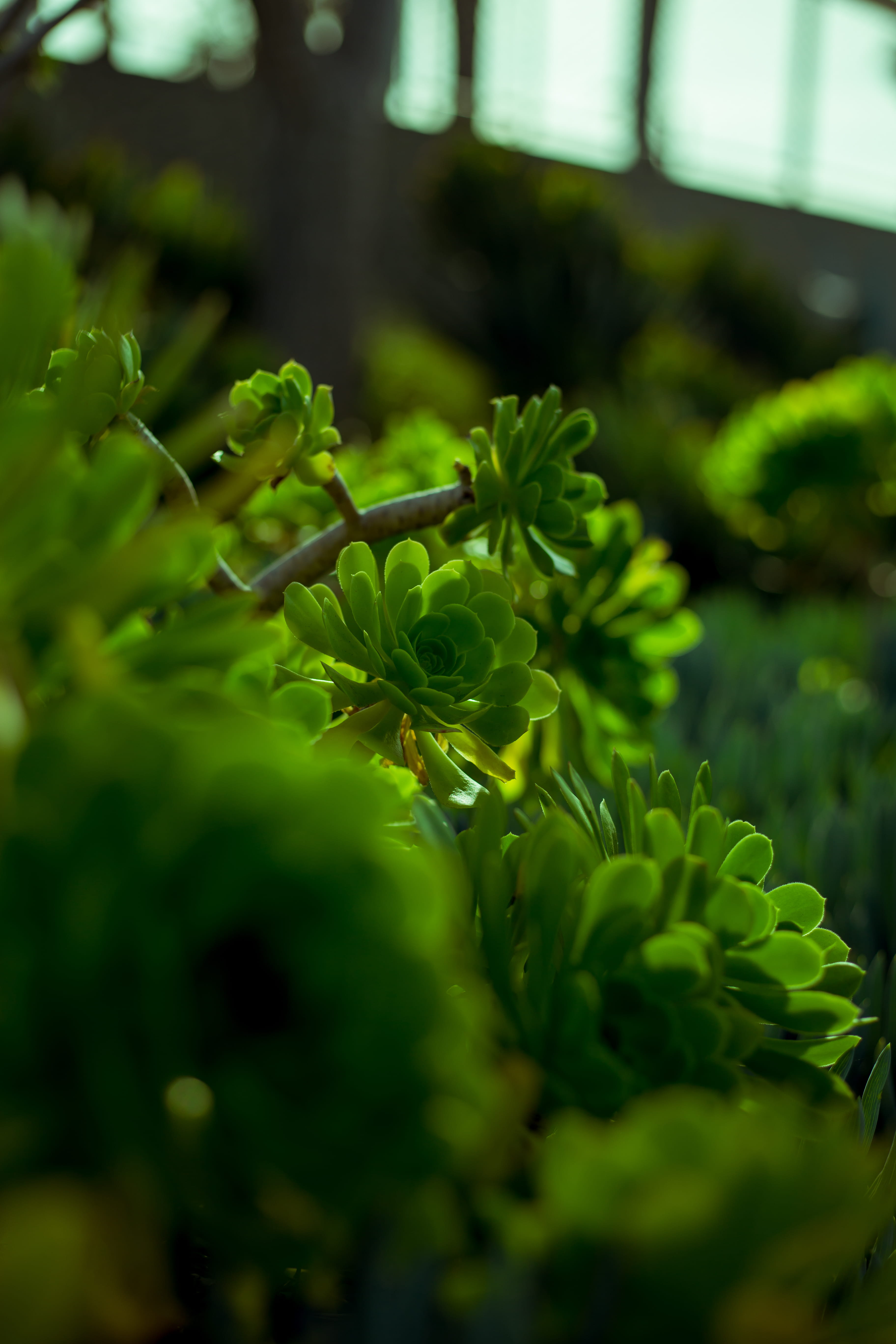 light rays, botany, close up, tree, beauty in nature, vase, growth, day, herbal, plant, freshness, outdoors, green, no people, close-up, fern, micro, bush, Phone HD Wallpaper