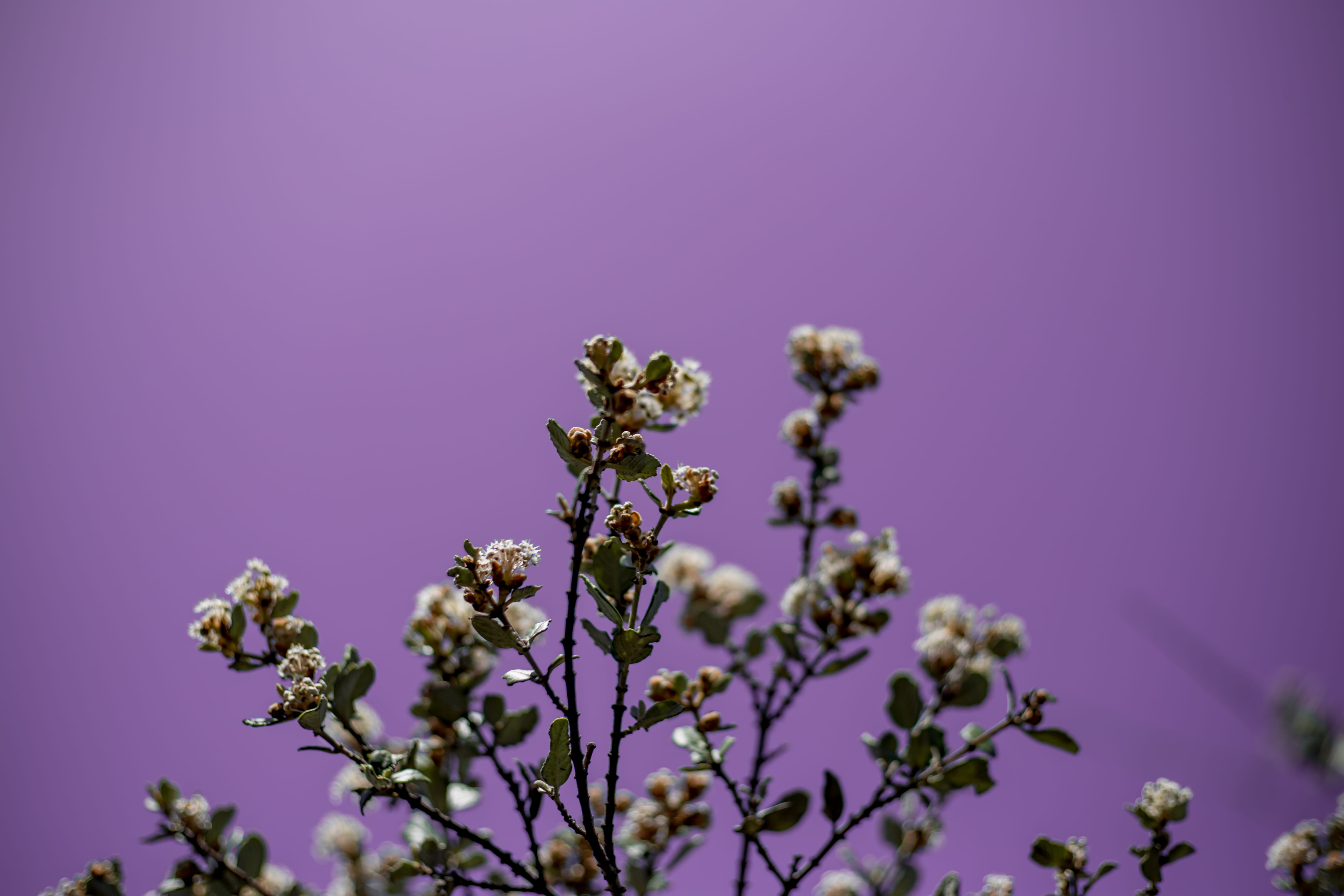 micro, herb, petal, flower, sprout, blossom, nature, aster, blooming flowers, colored background, growth, 5K, vulnerability, no people, fragility, selective focus, HD Wallpaper