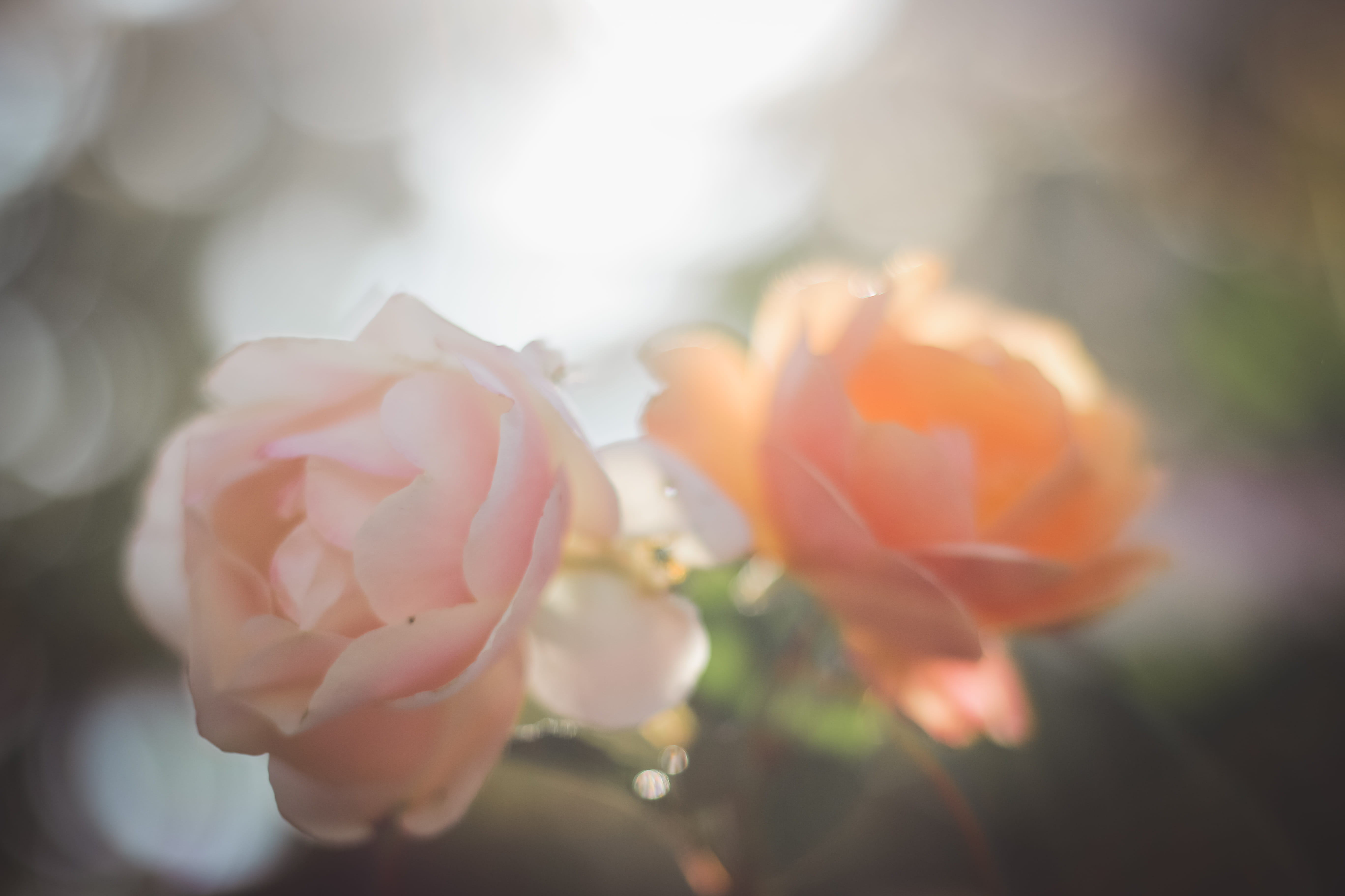 inflorescence, closeup, colorful, 5K, juist, flowers, growth, fragility, freshness, nature, flower, germany, selective focus, flower head, flowering plant, HD Wallpaper