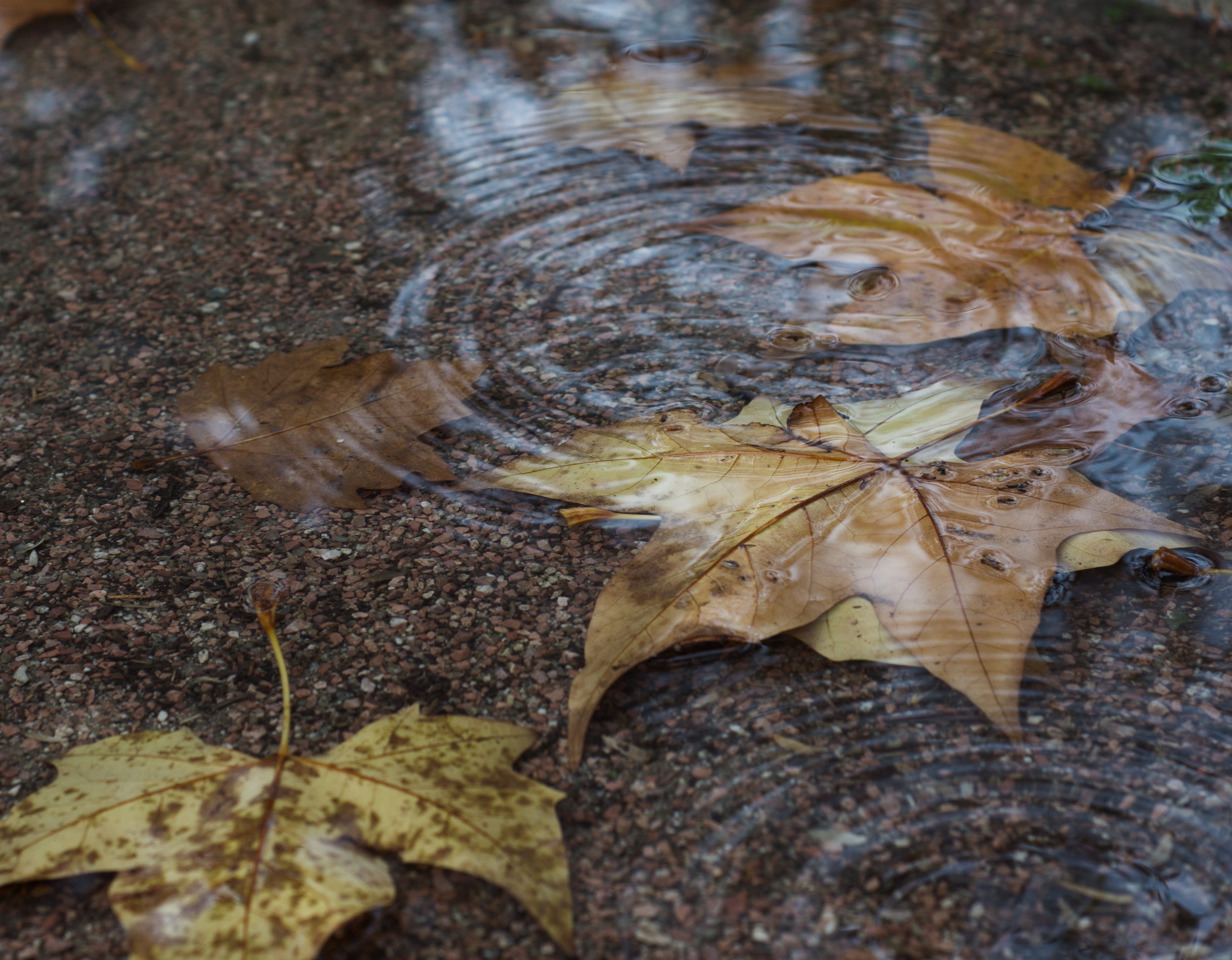 change, leaves, sea, 4K, dry, circles on the water, autumn, body, peace of mind, animal, close-up, sand, maple, outdoors, animals in the wild, nikon d7200, HD Wallpaper