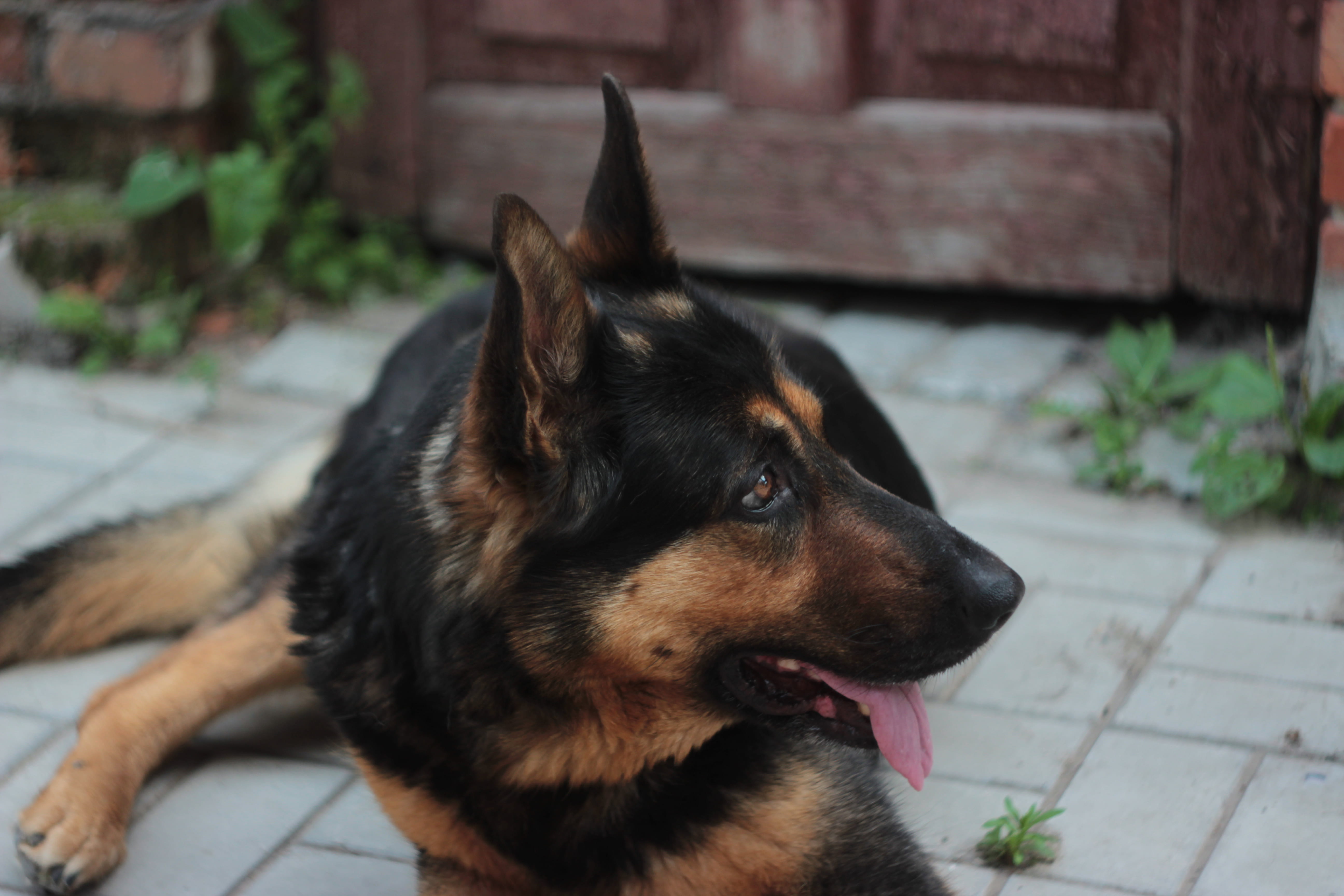 animal, pets, focus on foreground, close-up, 50 mm, mustache nose and ears, german shepherd, animal head, domestic animals, mammal, shepherd, footpath, HD Wallpaper