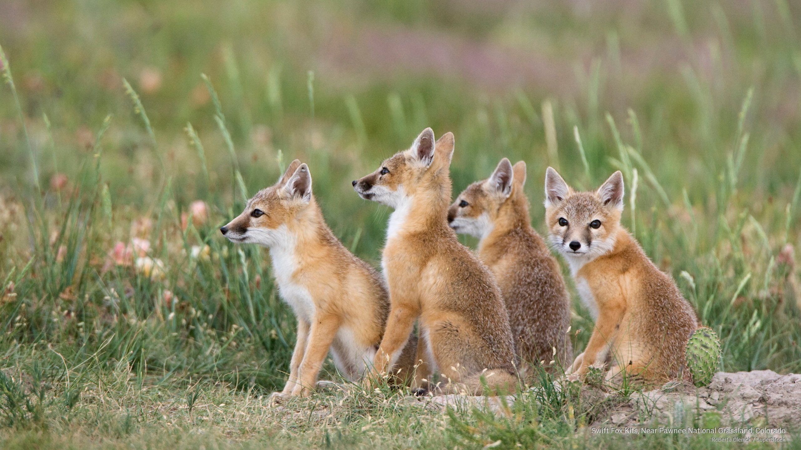 Animals, grassland, fox, national, swift, colorado, pawnee, kits, near, 2K, HD Wallpaper