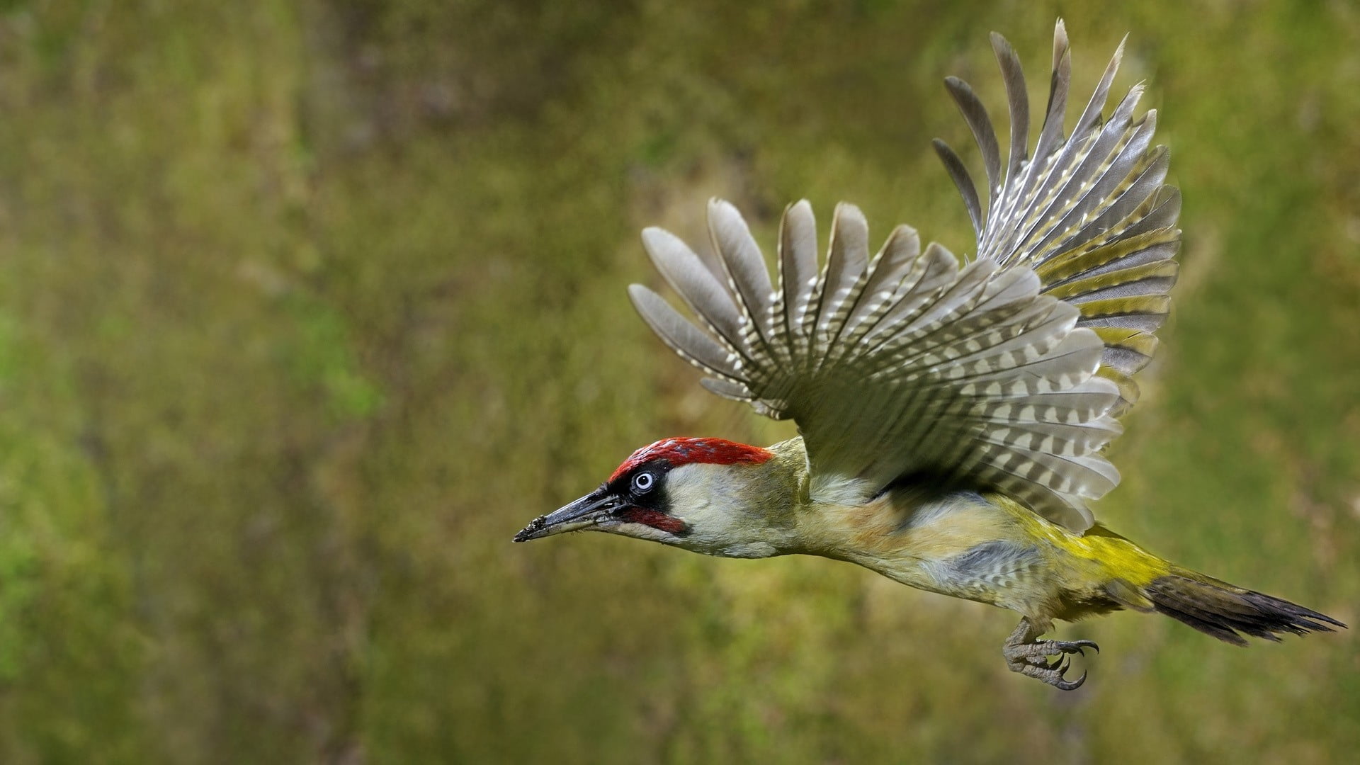 grass, animal Wing, field, animals In The Wild, beak, vertebrate, feather, color Image, side view, male Animal, profile view, animal wildlife, blue, outdoors, HD Wallpaper
