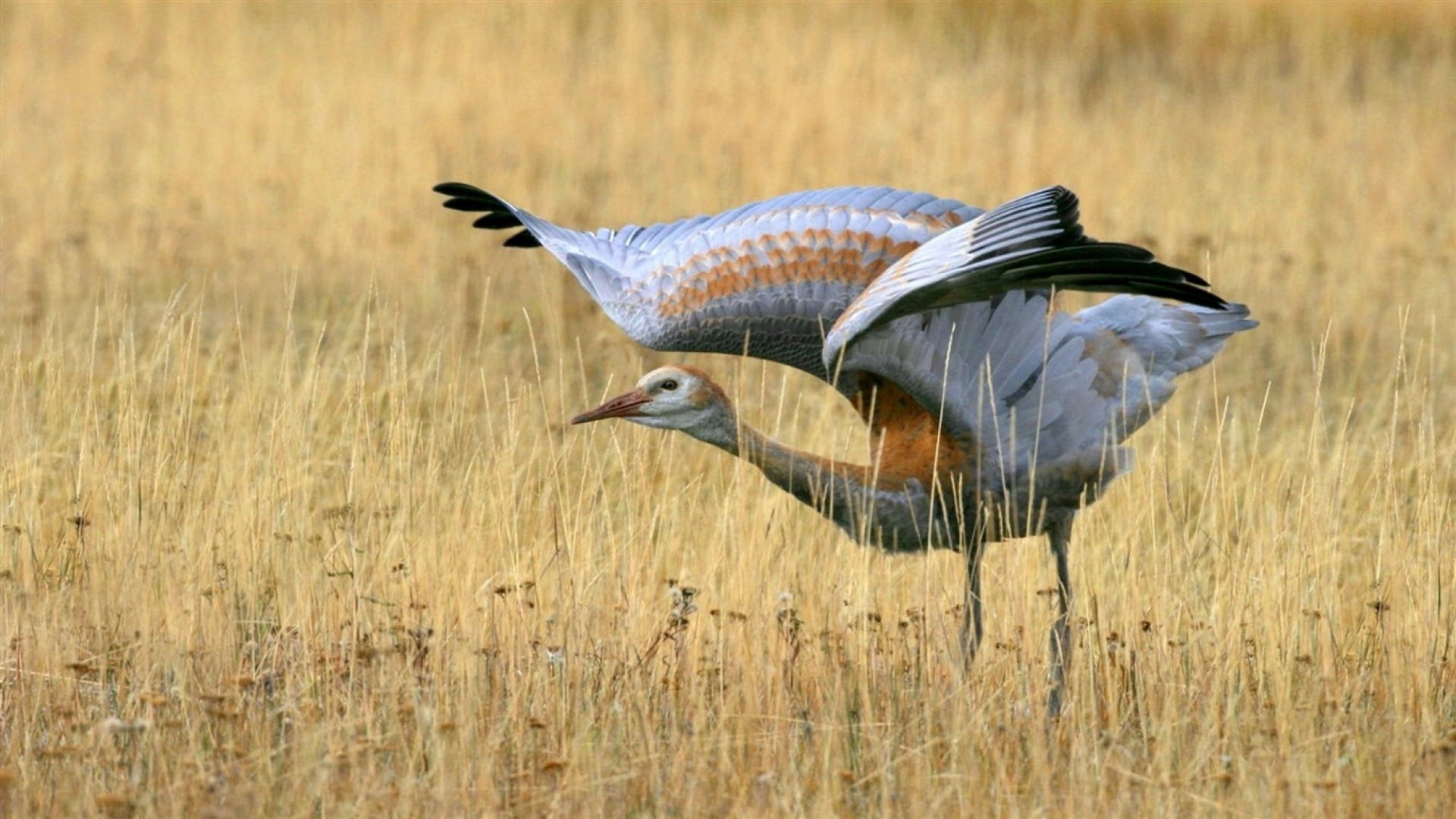 animal themes, color Image, brown, motion, crane - Bird, swamp, vertebrate, gray, wetland, animals And Pets, 1080P, bird Watching, beauty In Nature, day, HD Wallpaper