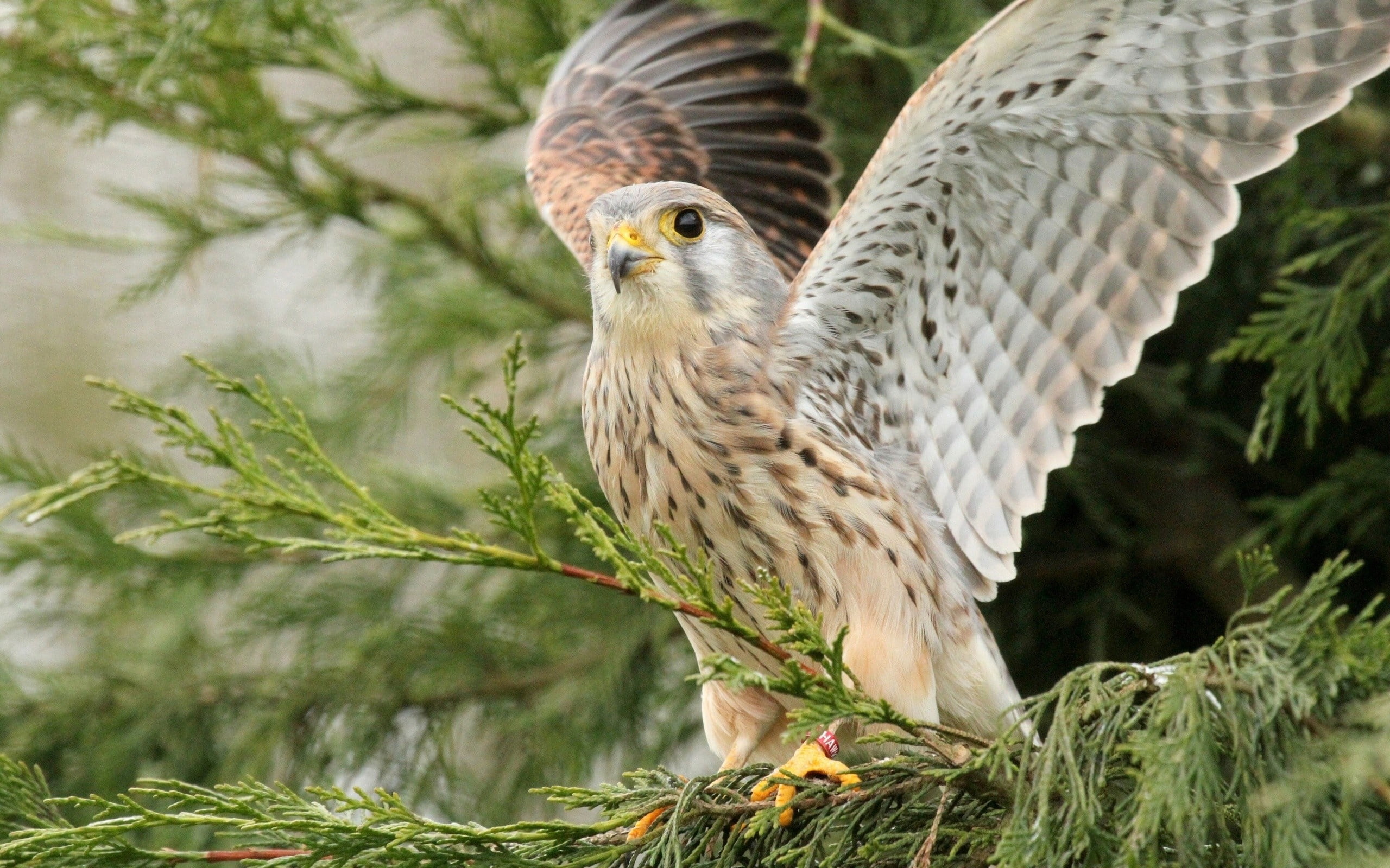 feather, close-up, falconry, wood, flapping, animal wildlife, nature, beak, day, vertebrate, wings, gray, predator, plant, bird Watching, flying, bird, HD Wallpaper