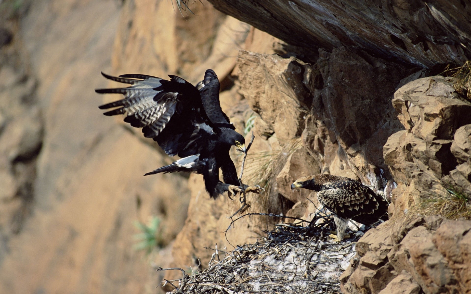 animals in the wild, birds, stones, solid, brown, two animals, mouth open, sweep, animal wildlife, flying, nature, eagles, no people, two, black color, HD Wallpaper