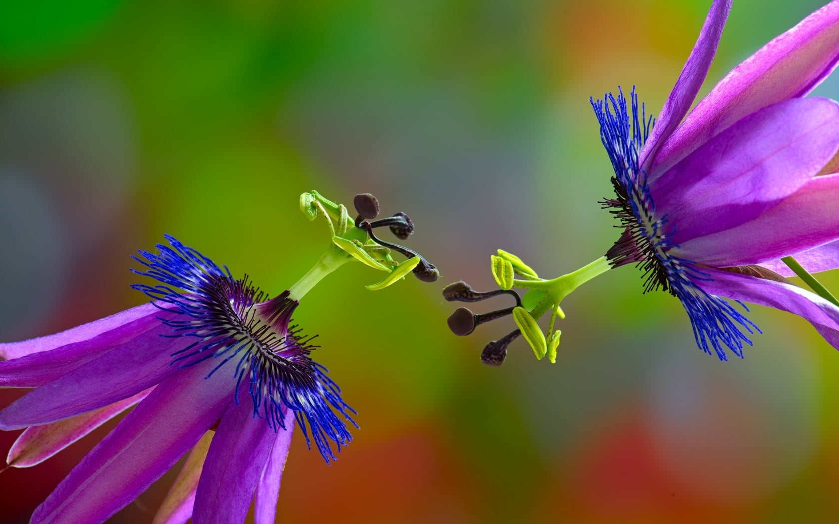 flower head, inflorescence, animal themes, animal wildlife, no people, pink, insect, green, beauty in nature, day, pollen, flowering plant, vara, purple, HD Wallpaper