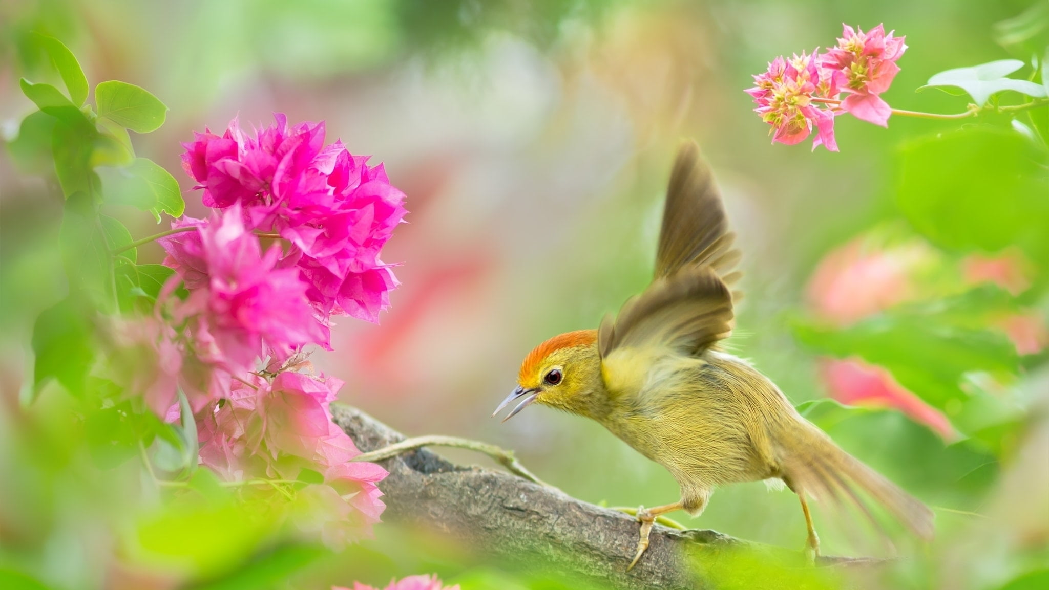 green, plant part, flying, no people, close-up, bird, pink, vara, animals in the wild, plant, vertebrate, nature, scimitar babbler, taiwan, flowering plant, HD Wallpaper
