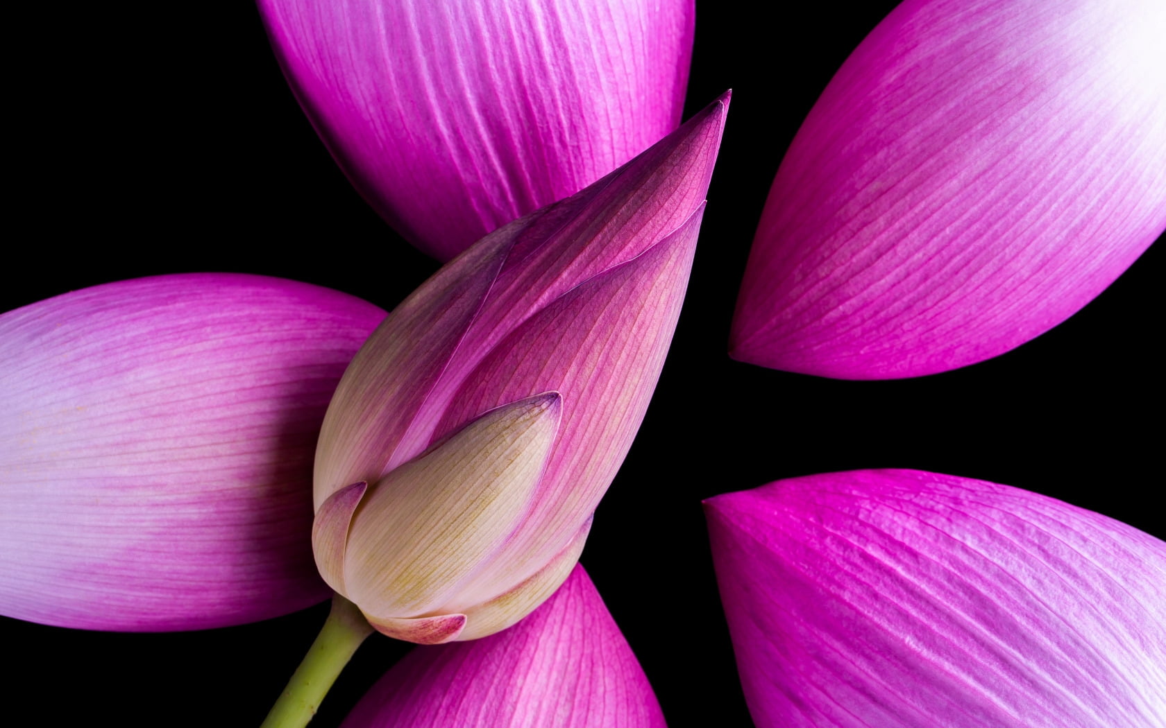 pink, growth, nature, petal, vulnerability, flower, inflorescence, fragility, skin, tulip, lotus water lily, black, flower head, beauty in nature, close-up, HD Wallpaper