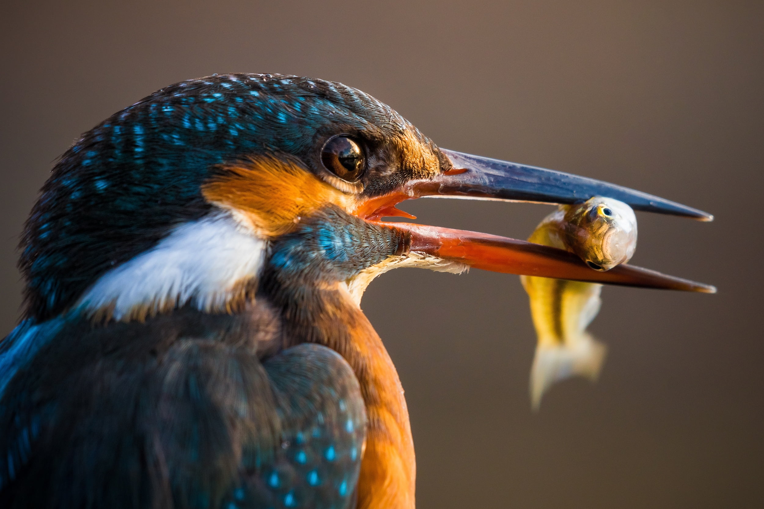 mouth open, beak, 1080P, blue, closeup, animal themes, animals in the wild, orange, nature, summer, looking away, one animal, profile view, close-up, animal wildlife, HD Wallpaper