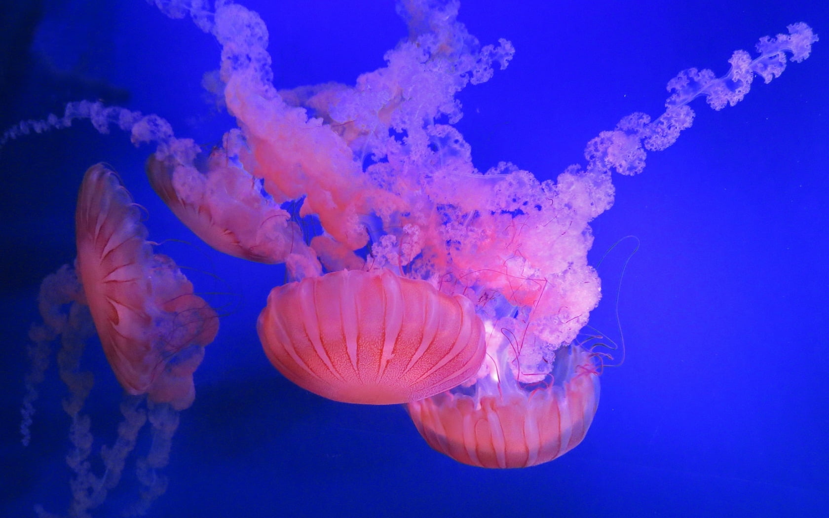 invertebrate, undersea, group of animals, animals in the wild, sea life, marine, underwater, no people, nature, blue, animal themes, animal, pink, transparent, HD Wallpaper