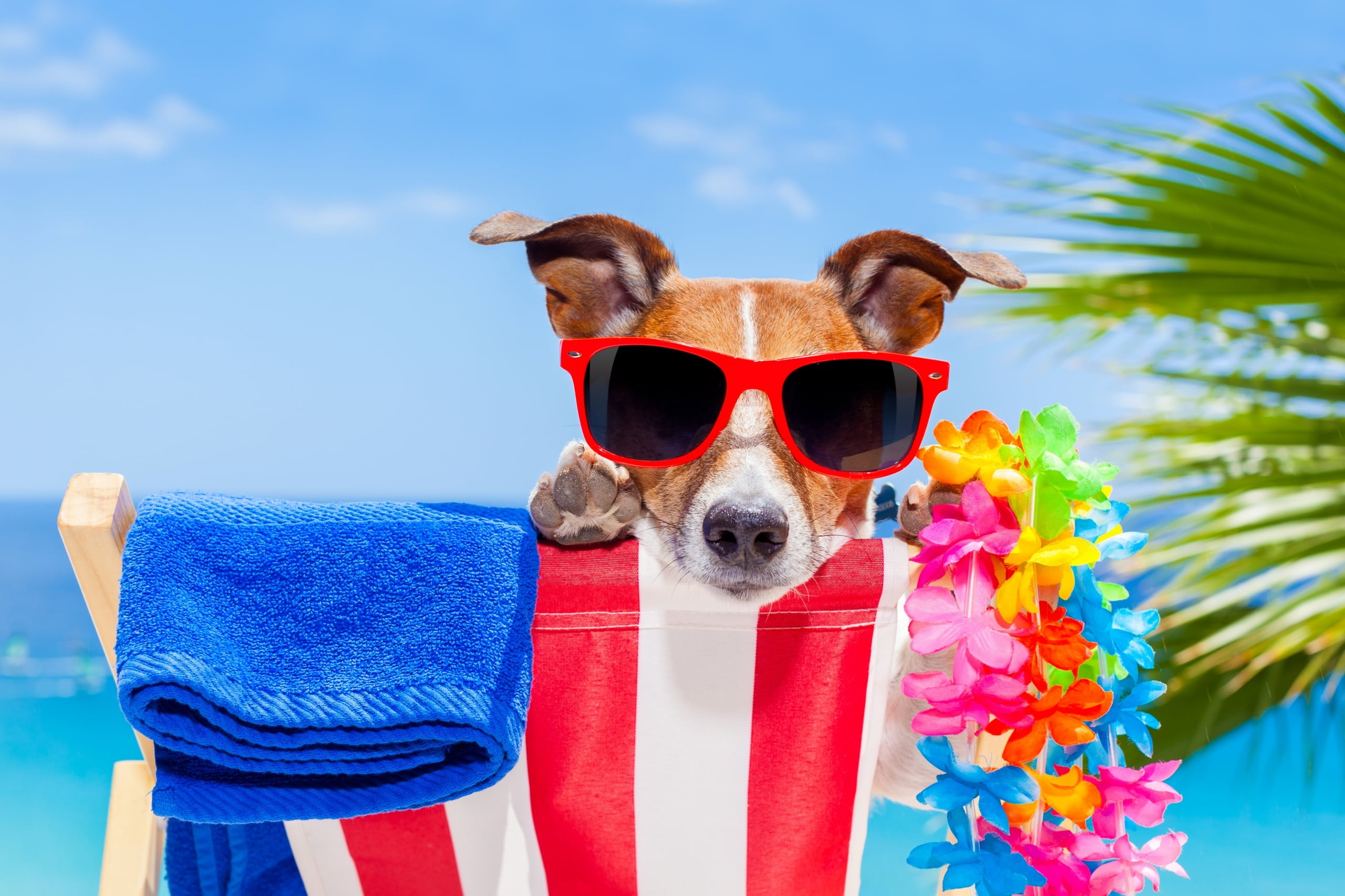 domestic, flower, mammal, blue, focus on foreground, multi colored, domestic animals, 2K, glasses, funny, sunglasses, close-up, pets, :-), beach, vara, HD Wallpaper