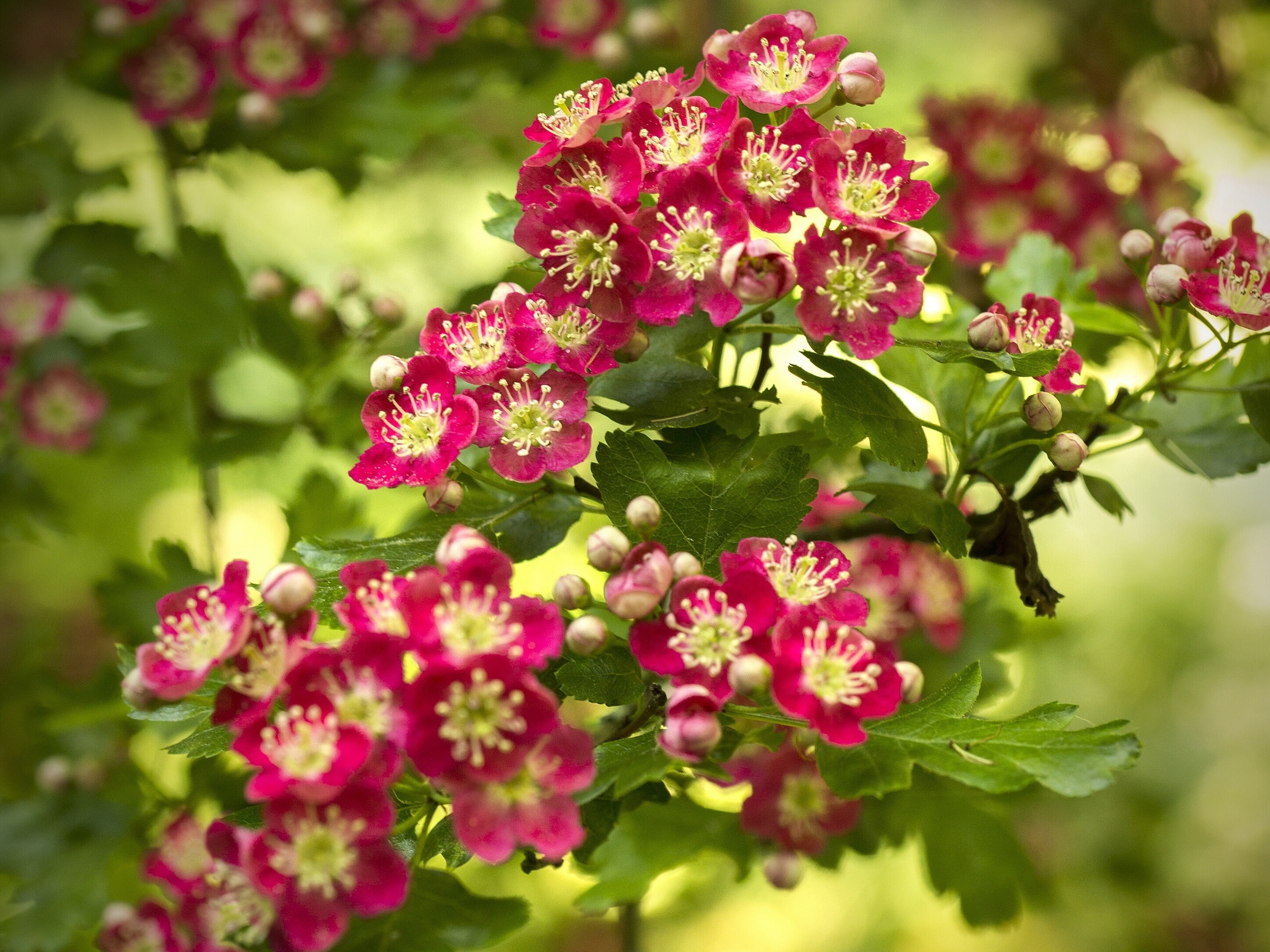 petaled, Spring, Flowers, Red, Flowering, flower, Hawthorn, 2K, pink, HD Wallpaper