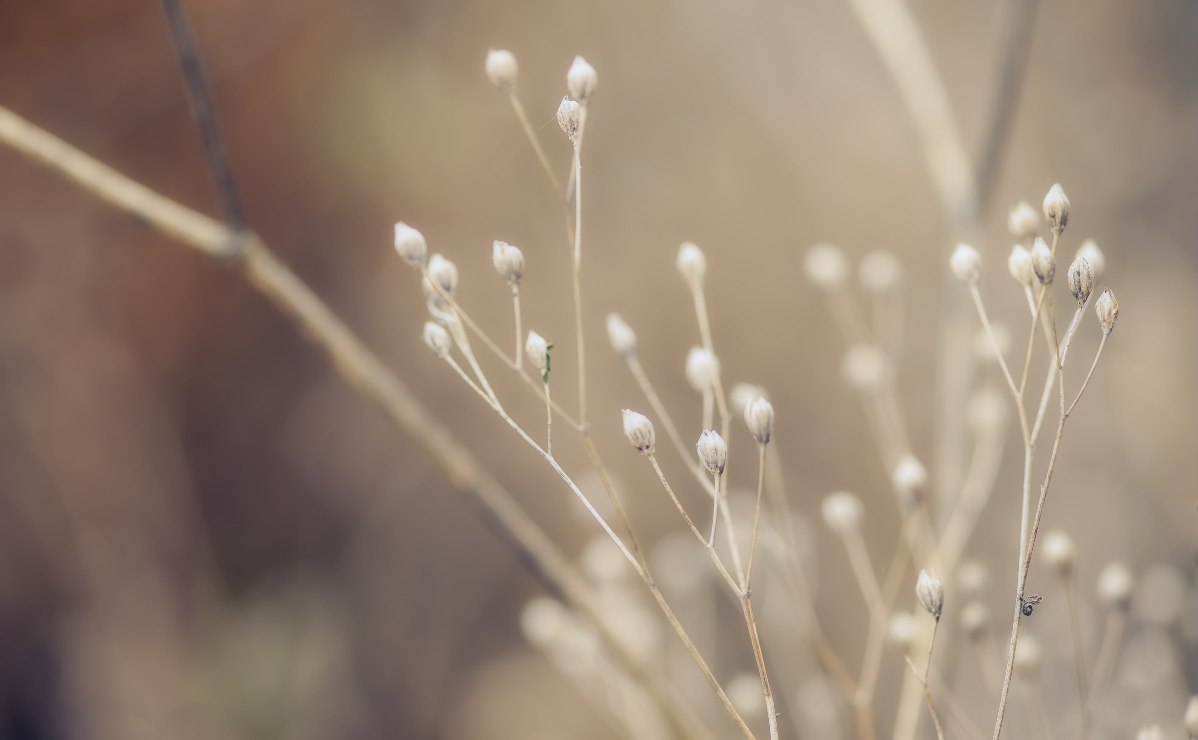 flowering plant, tranquility, white, 4K, vulnerability, hd, grass, flower, flowers, Seasons, fragility, day, close-up, autumns, beauty in nature, HD Wallpaper