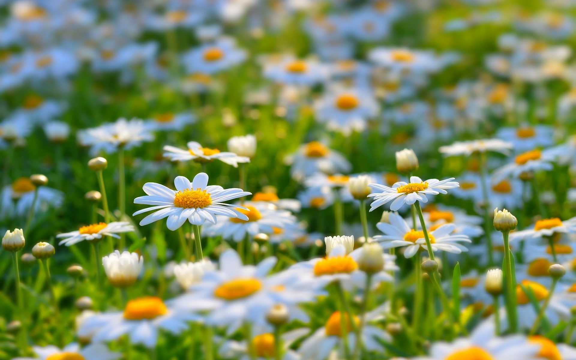 1080P, Flowers, Meadow, White, Nature, Daisies, Summer, HD Wallpaper