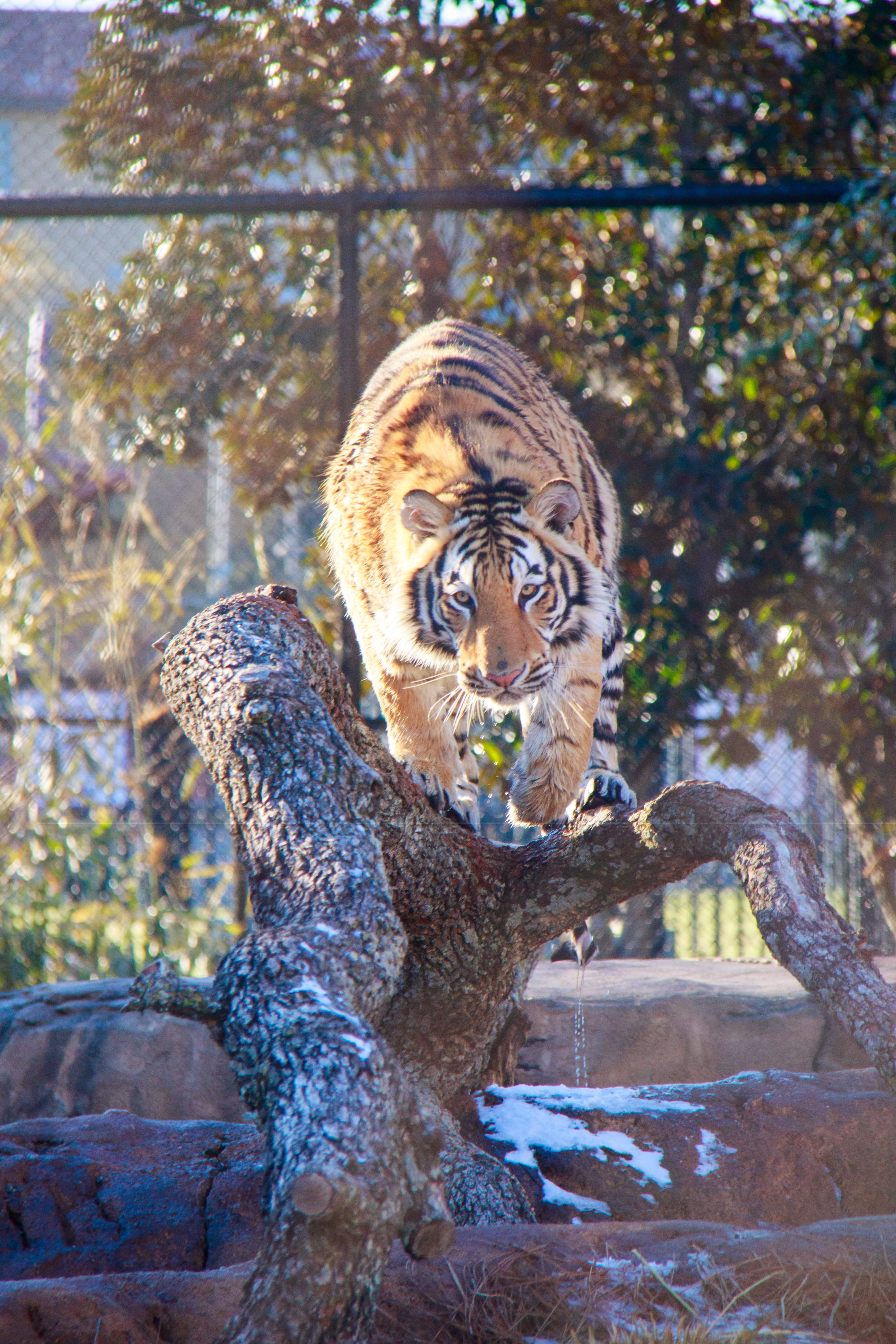 tiger, animal themes, animals in the wild, lion - feline, mike, pounce, mike the tigers habitat, feline, day, no people, one animal, undomesticated cat, Phone HD Wallpaper